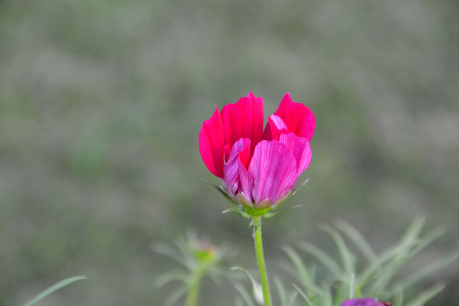 Nikon D3100 sample photo. Flower, petals, tulip photography