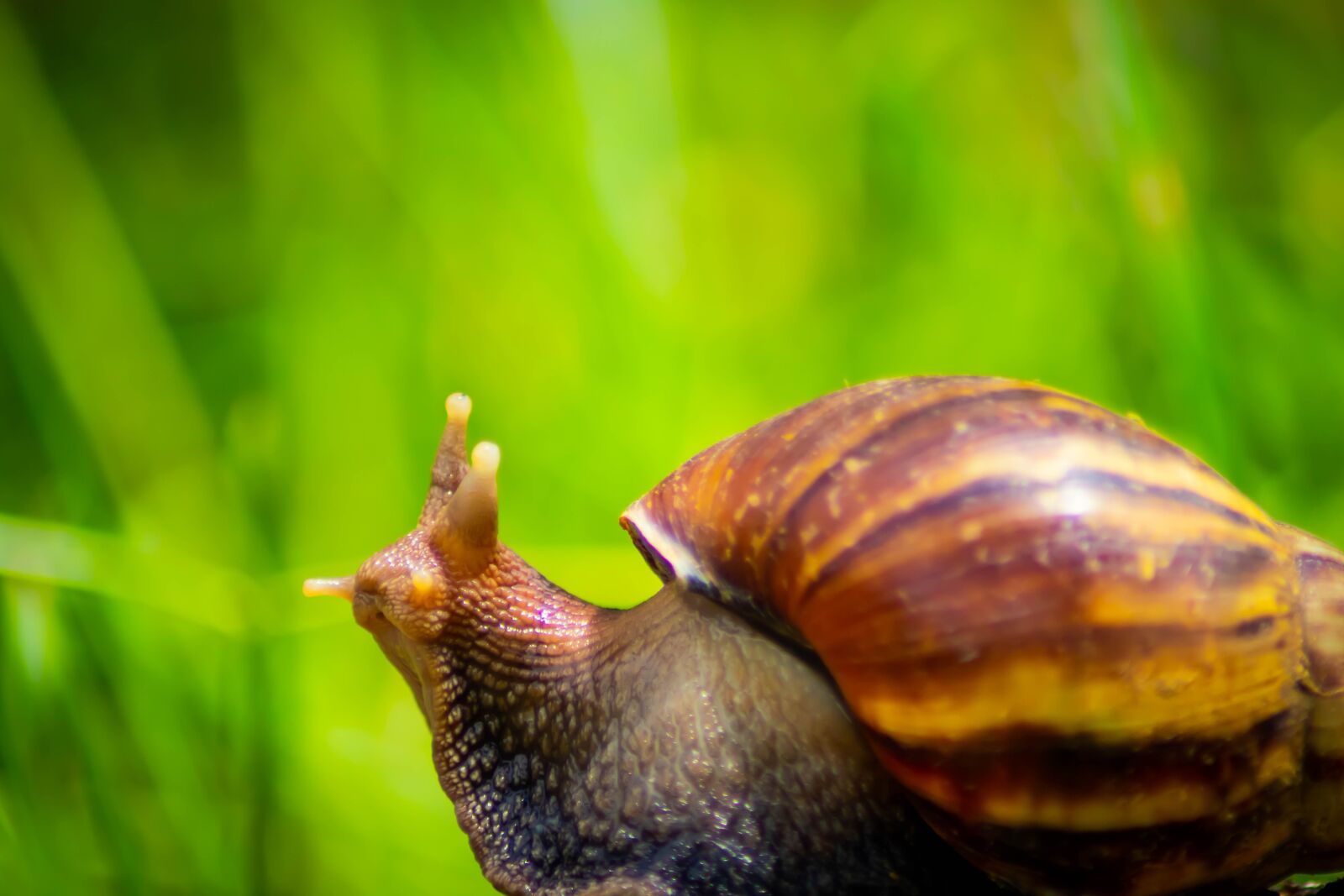 Tamron AF 70-300mm F4-5.6 Di LD Macro sample photo. Snail, white, african photography