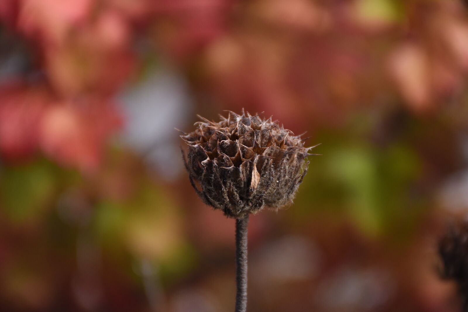 Nikon D5600 sample photo. Thistle, plant, macro photography