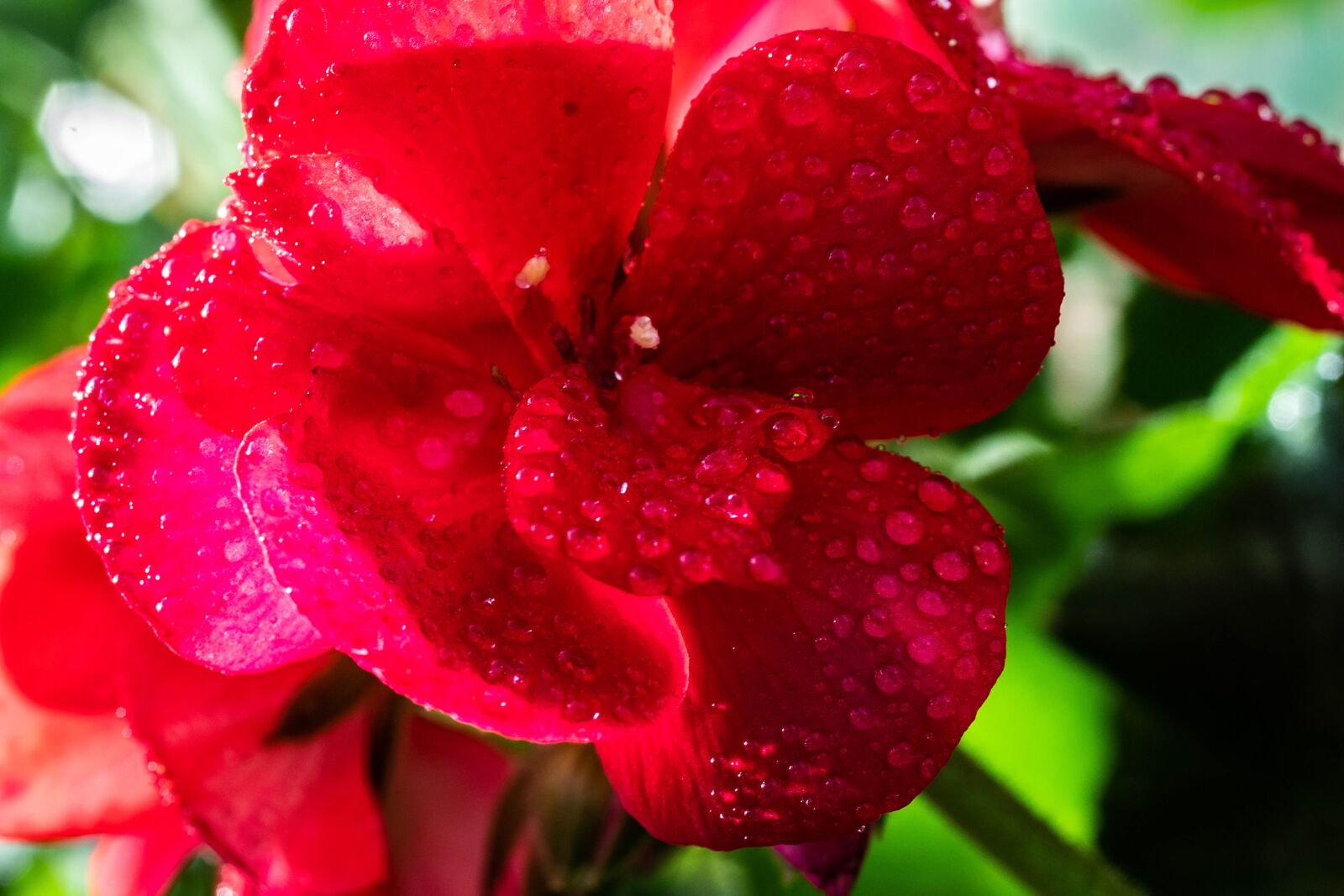 Sony SLT-A68 + MACRO 50mm F2.8 sample photo. Macro, drip, drop of photography