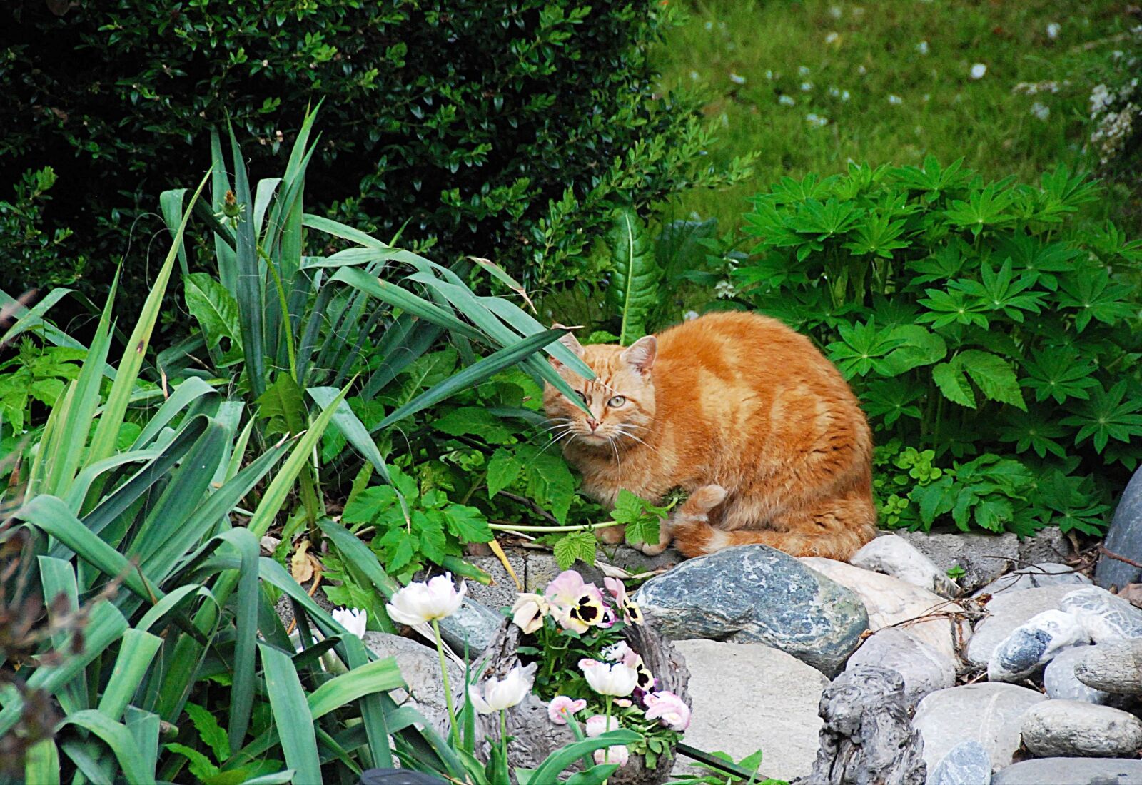 Nikon D80 sample photo. Cat, lurking, domestic cat photography