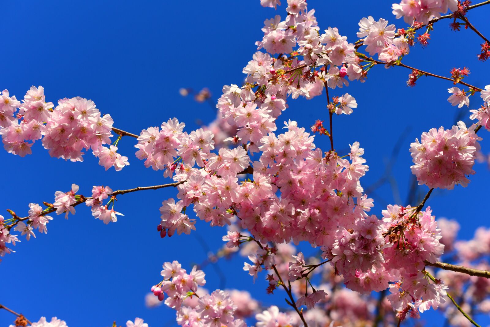 Nikon D750 sample photo. Ornamental cherry, flower, tree photography