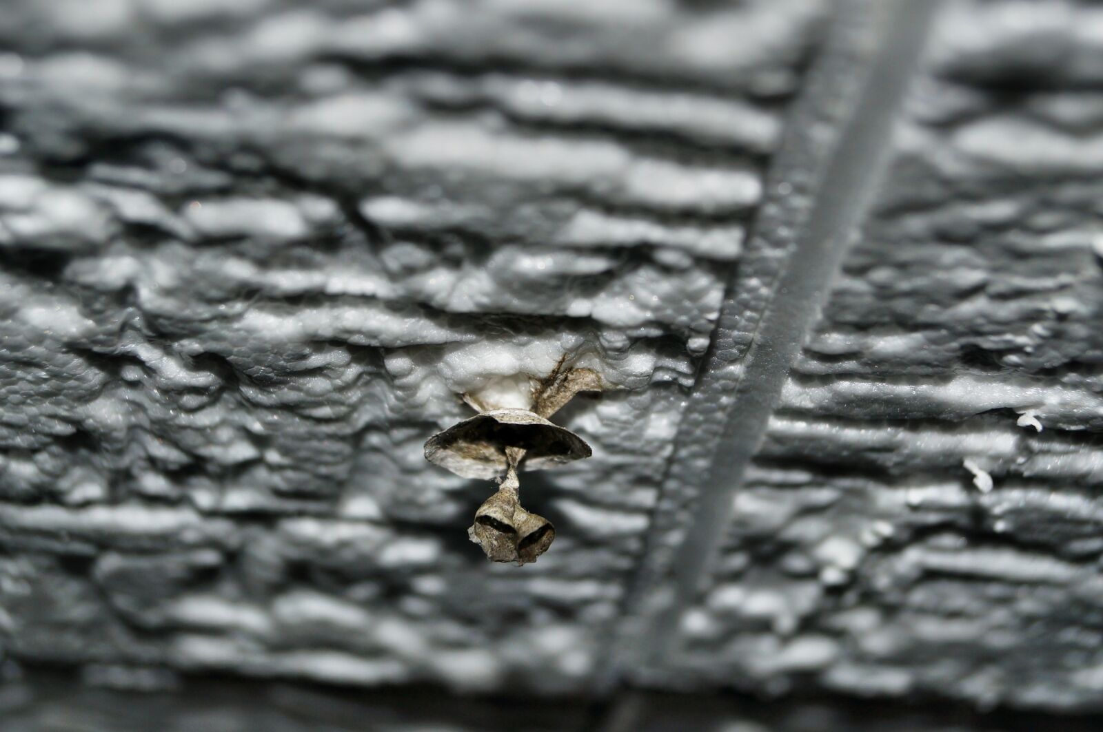 Sony SLT-A37 sample photo. The hive, nest building photography