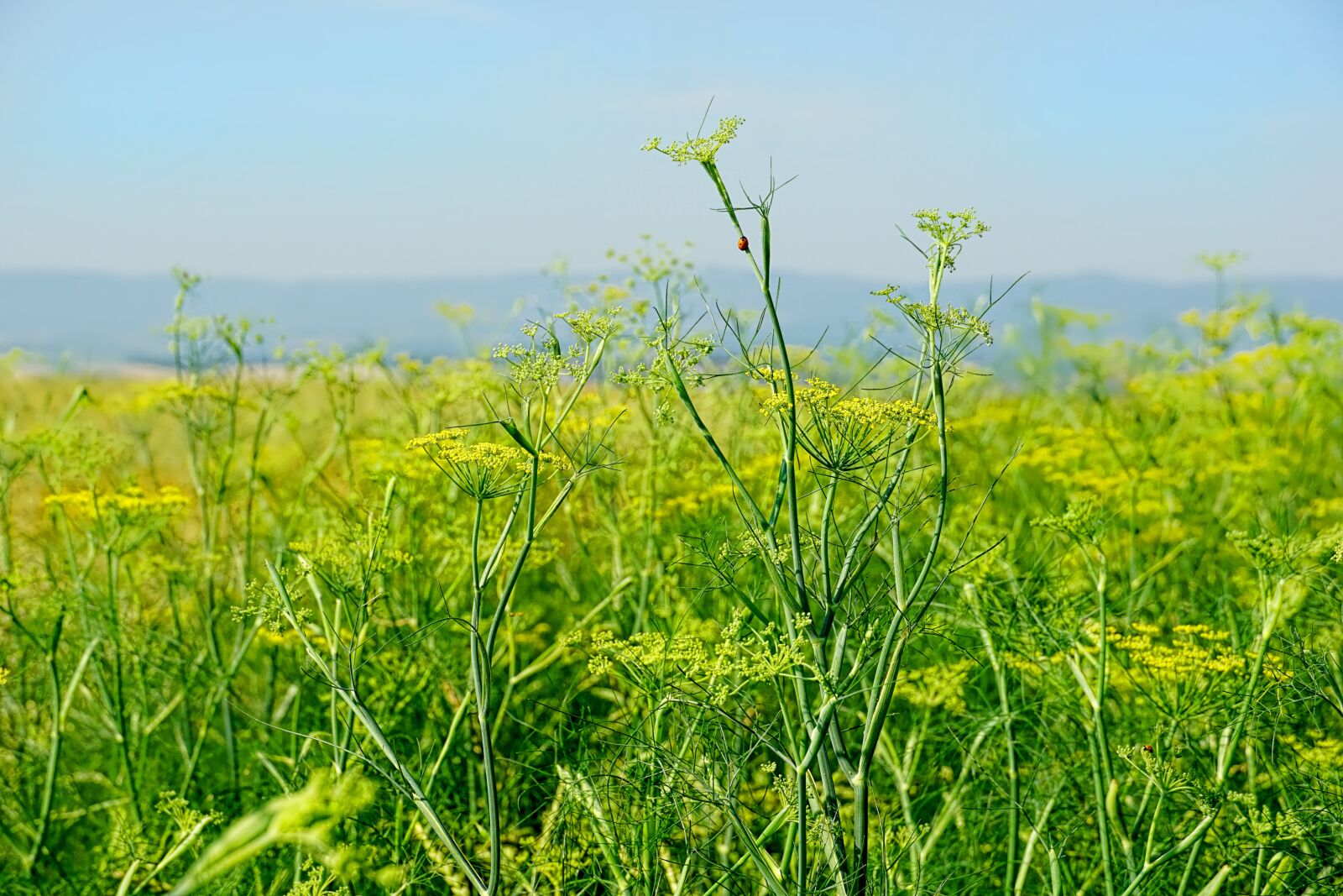 Sony E 18-135mm F3.5-5.6 OSS sample photo. Nature, agriculture, field photography
