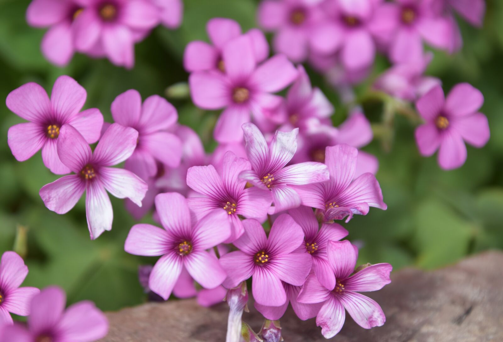 Nikon D3300 sample photo. Garden, flowers, wow photography