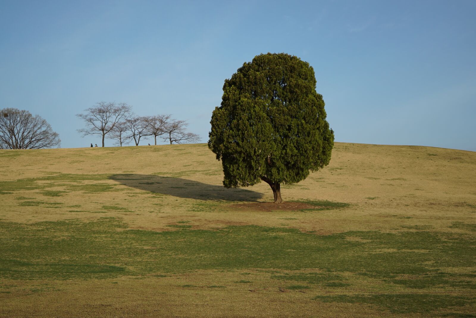 Sony a7S + Sony FE 28-70mm F3.5-5.6 OSS sample photo. Olympic park, alone tree photography