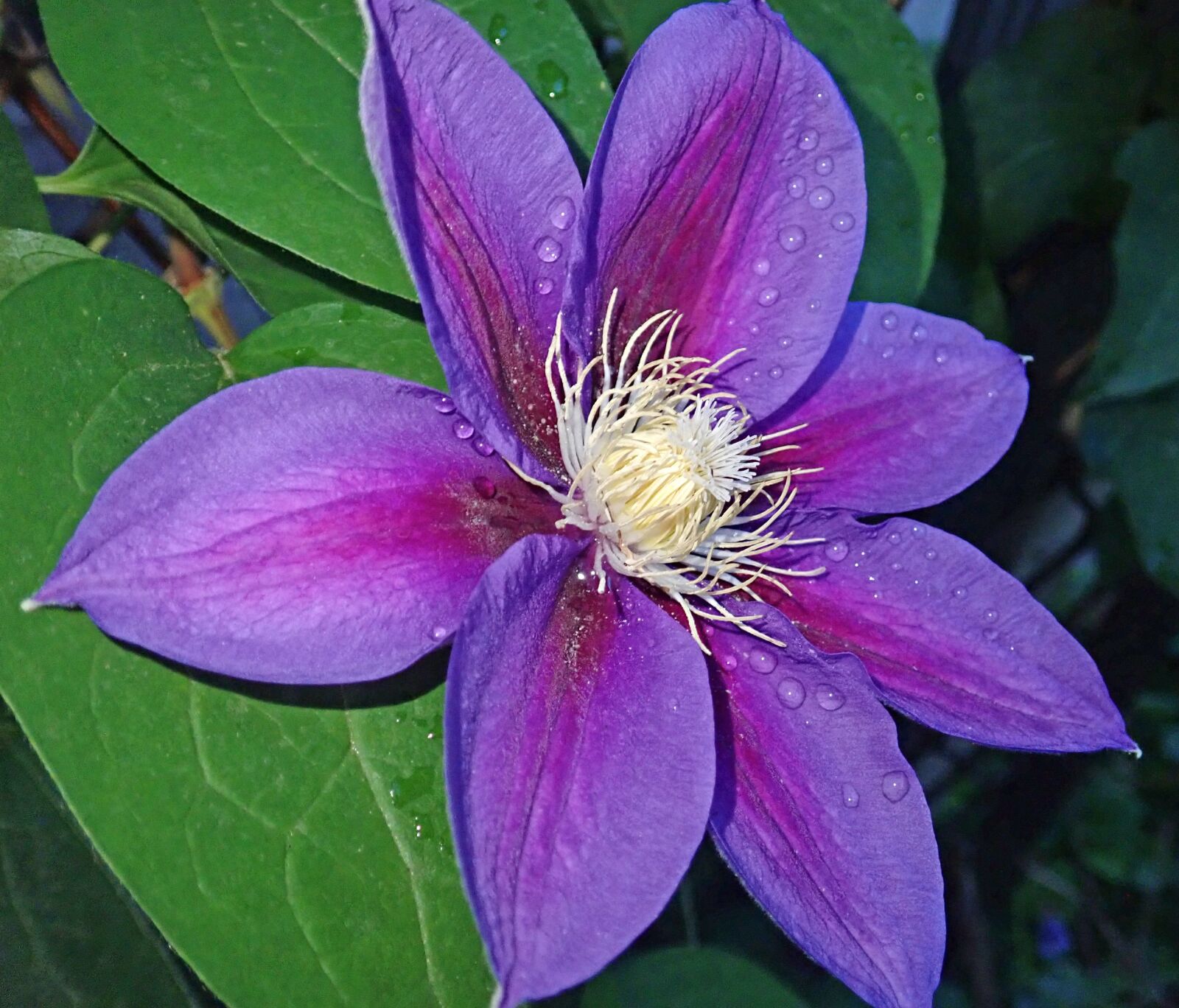 Olympus TG-5 sample photo. Clematis, flower, climber photography