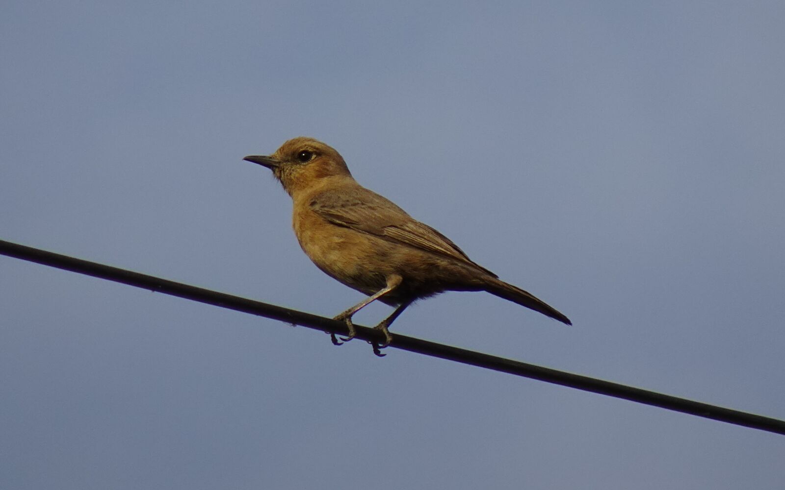 Sony DSC-WX800 sample photo. Bird, brown rock chat photography