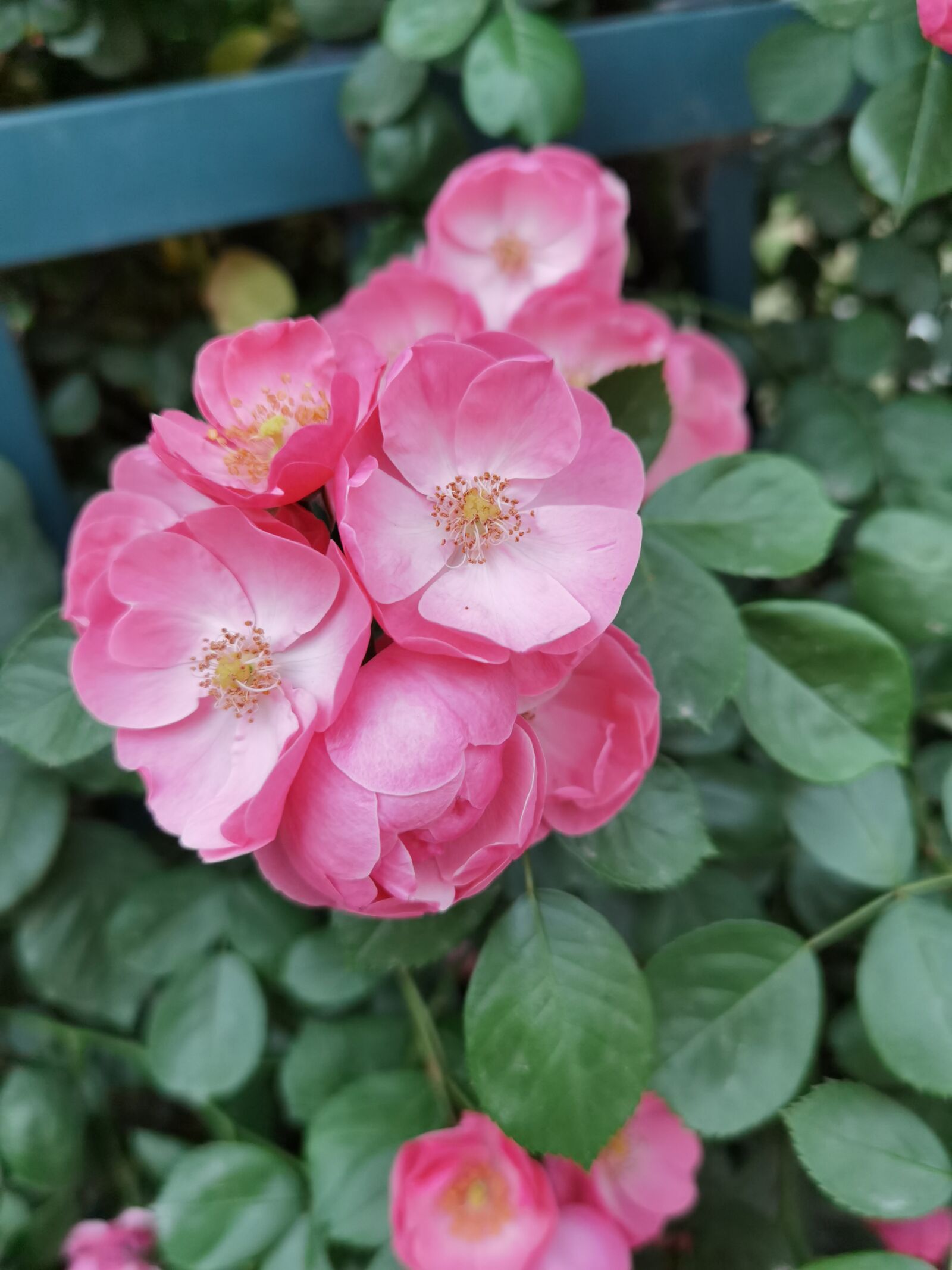 HUAWEI ELS-AN00 sample photo. Roses, rose, flower photography