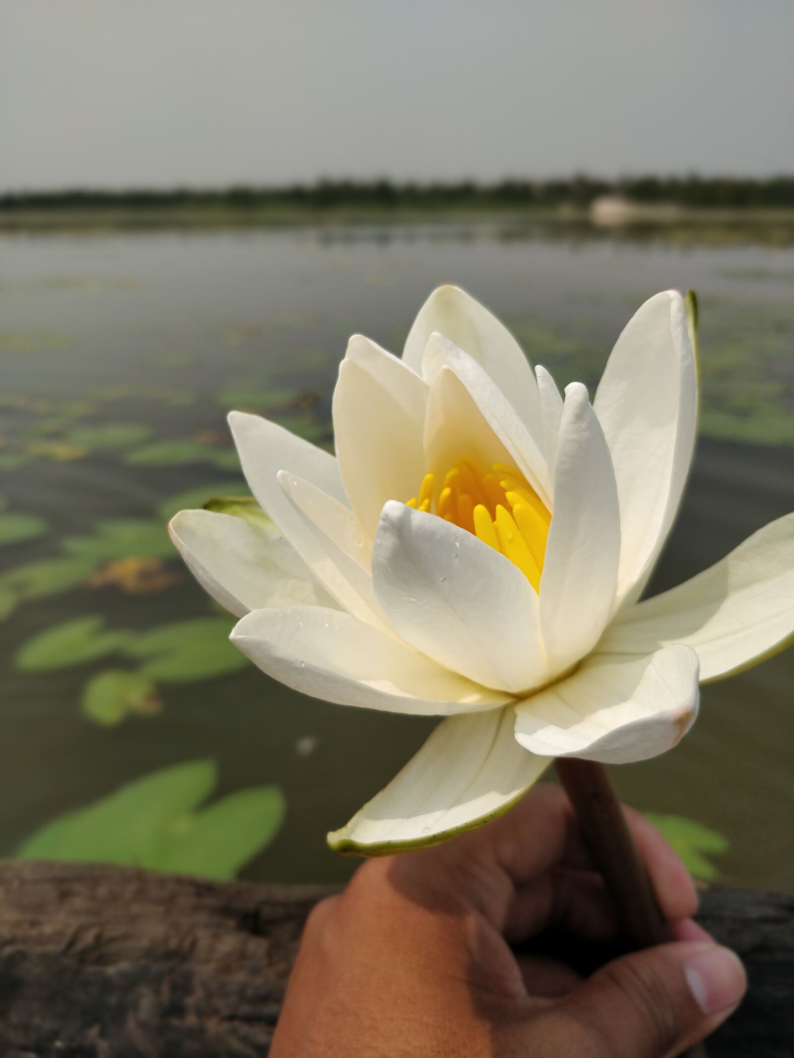 OnePlus 5T sample photo. Water, nature, flower photography