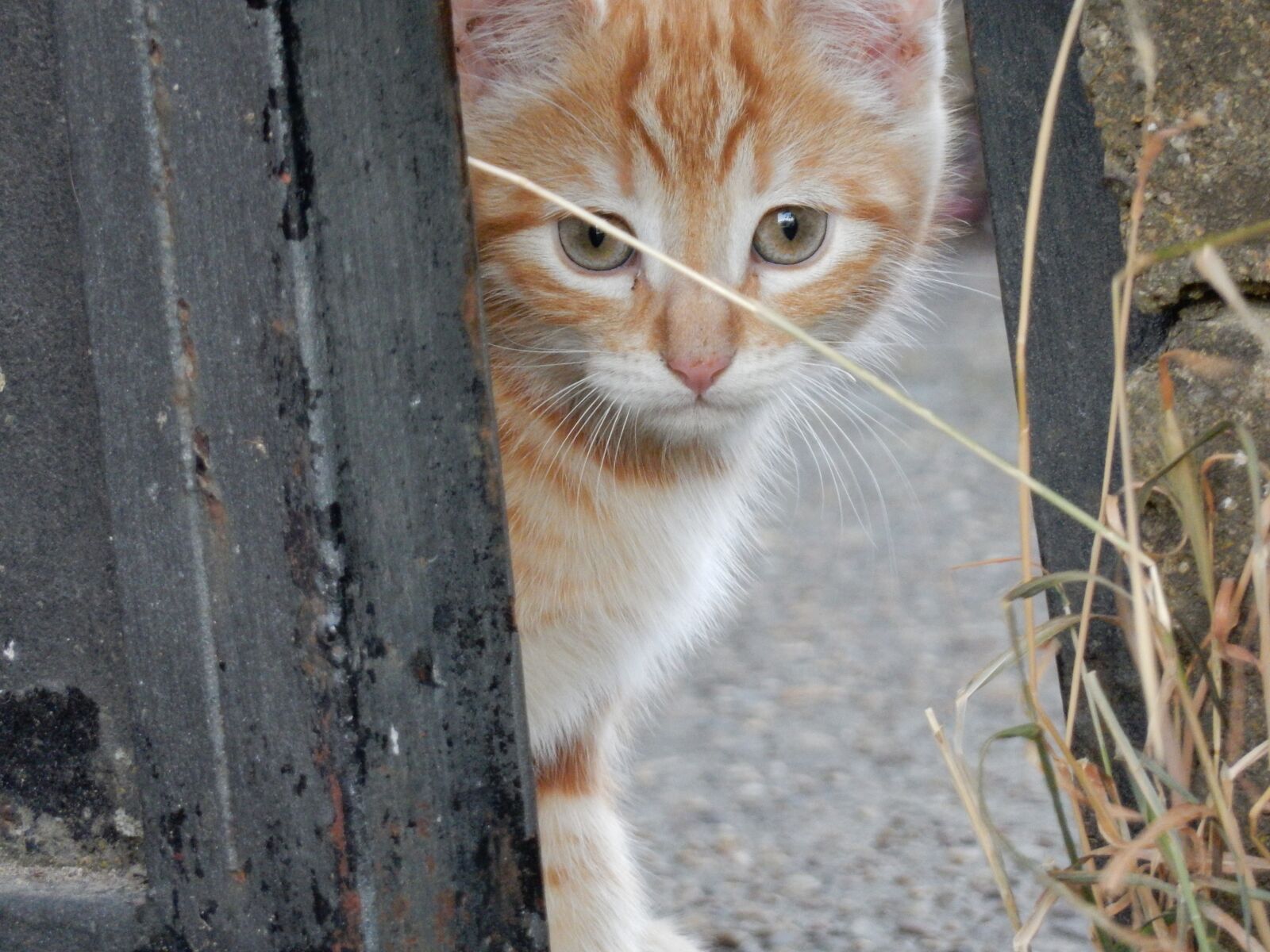 Nikon Coolpix S9900 sample photo. Cat, puppy, pets photography