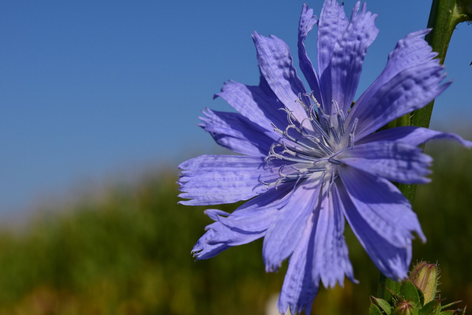 Nikon D3300 sample photo. Chicory, pointed flower, roadside photography