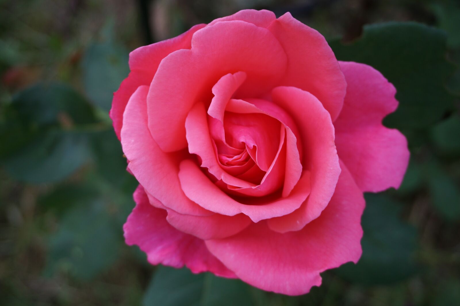 Sony a6000 sample photo. Rose, blossom, bloom photography
