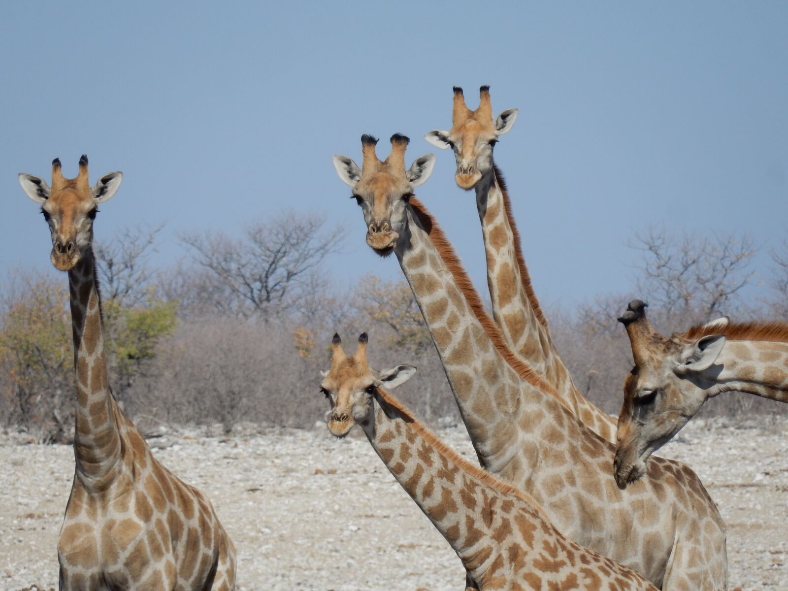 Nikon Coolpix S9900 sample photo. Giraffes, etosha national park photography