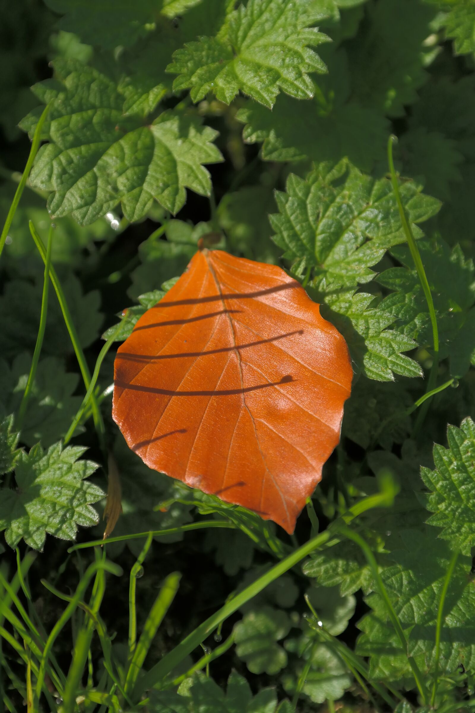 Samsung NX300 sample photo. Beech leaf, fall color photography