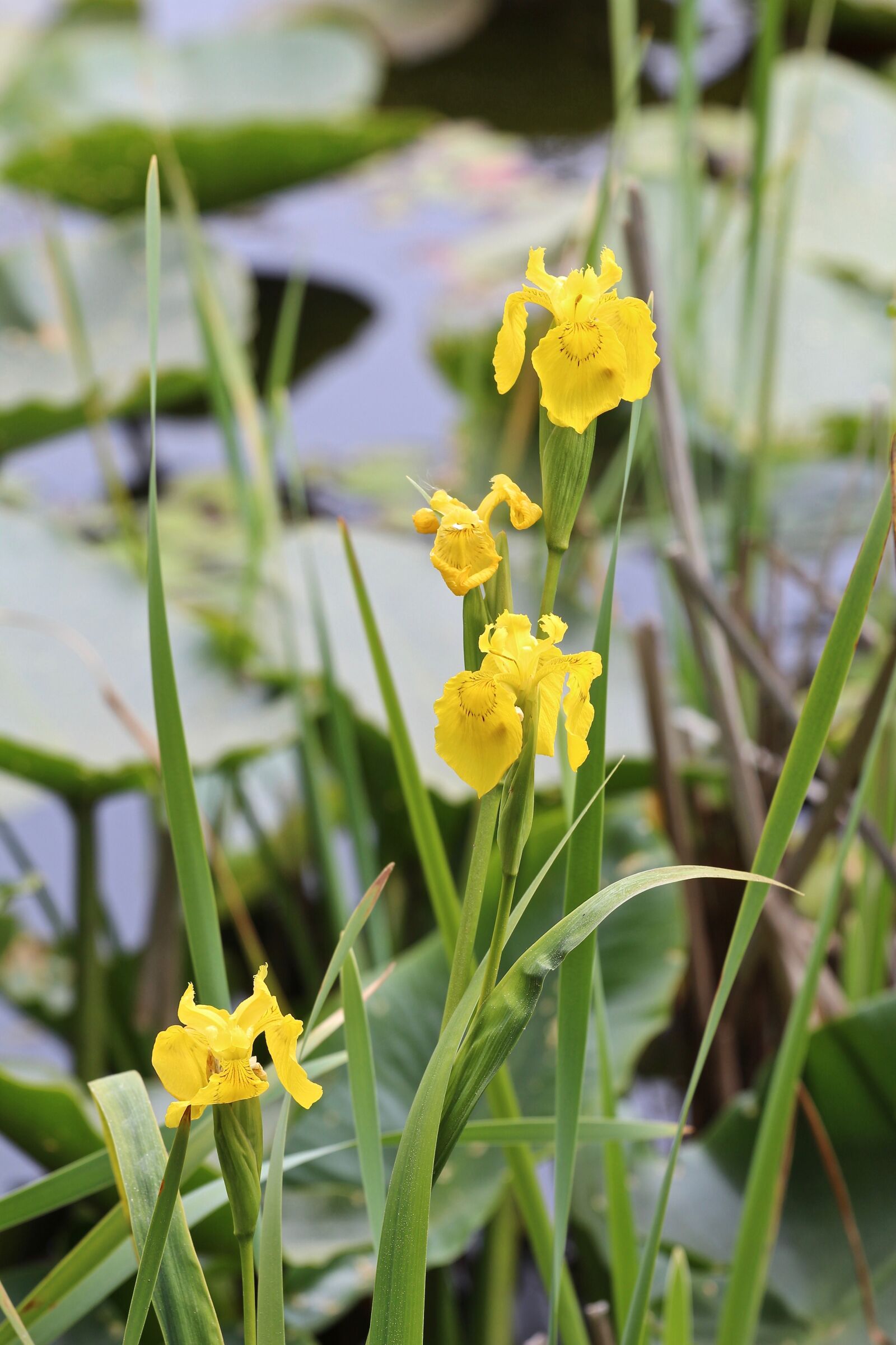 Canon EOS 650D (EOS Rebel T4i / EOS Kiss X6i) sample photo. Lake, flowers, water photography