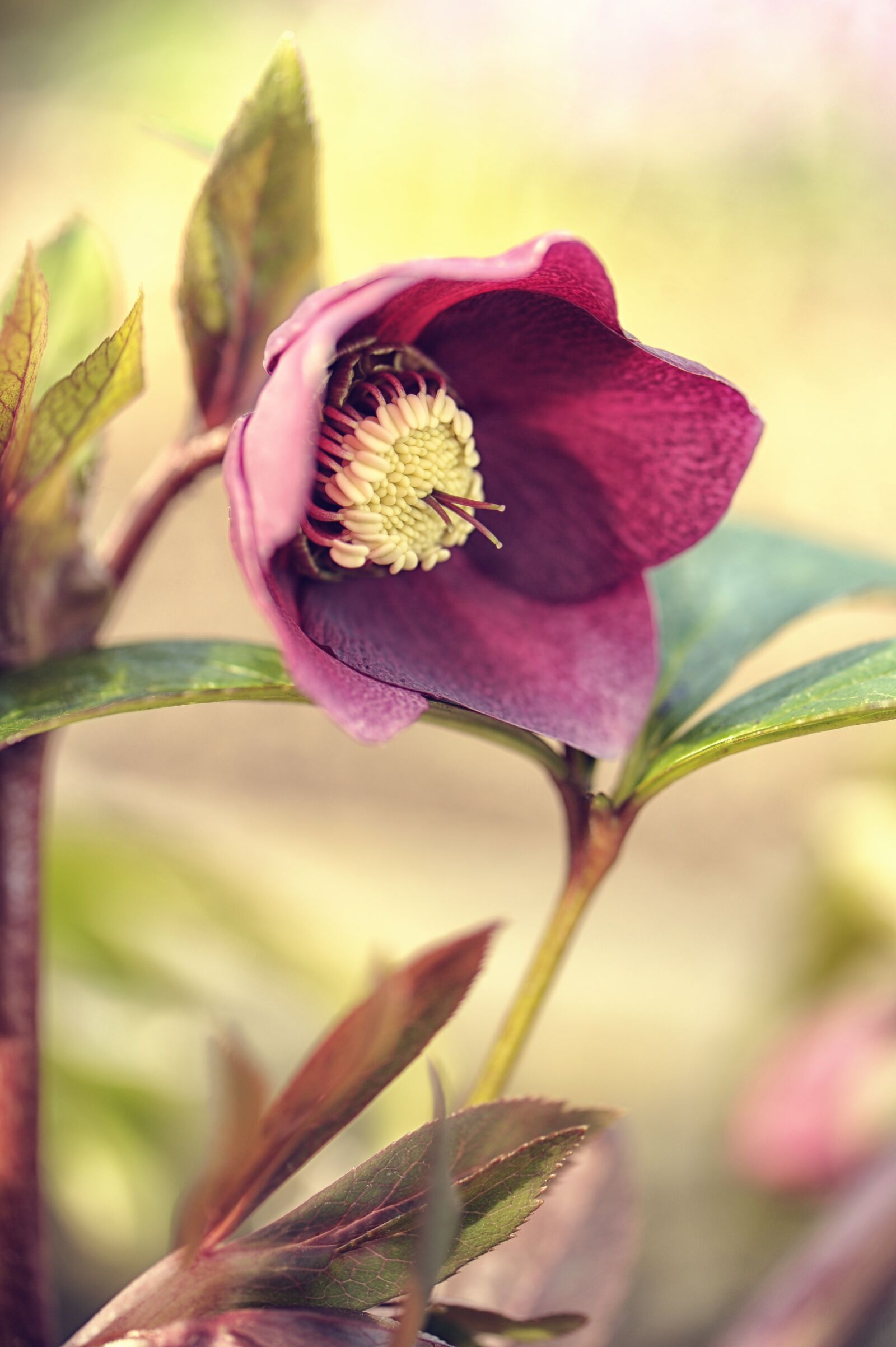 Nikon D3S sample photo. Flower, nature, plant photography