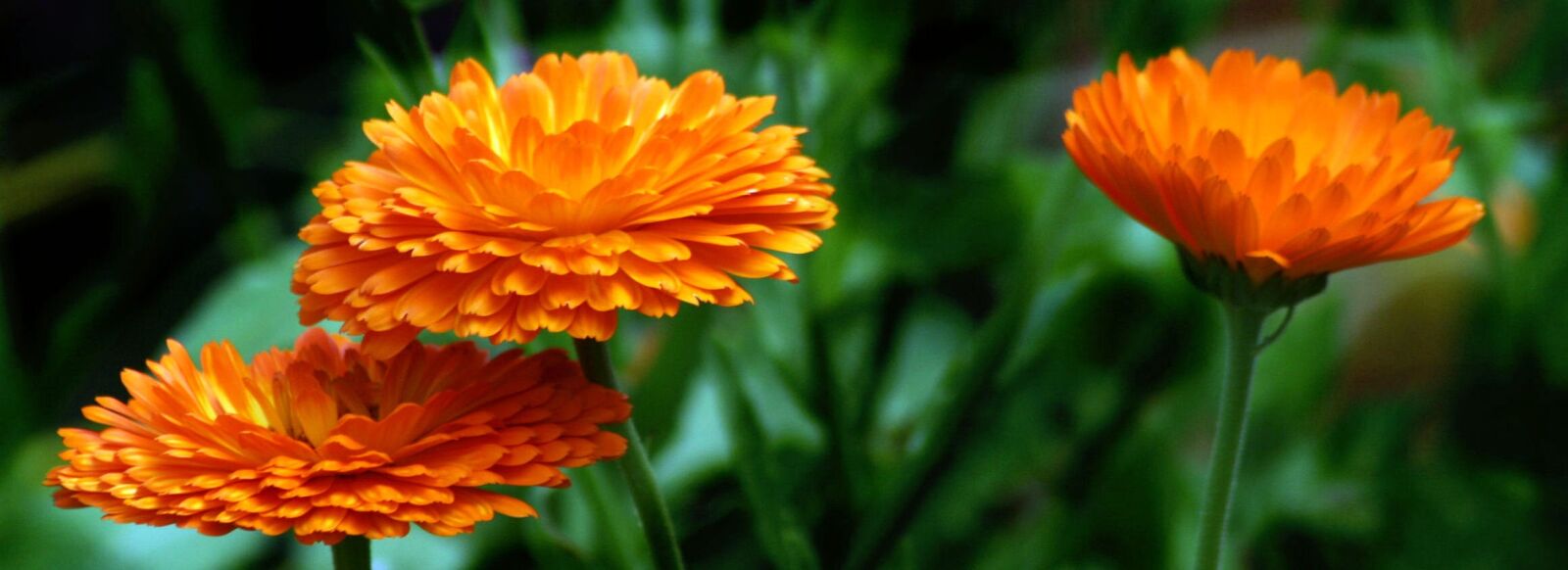 Canon EOS 350D (EOS Digital Rebel XT / EOS Kiss Digital N) sample photo. Flower, nature, flora photography