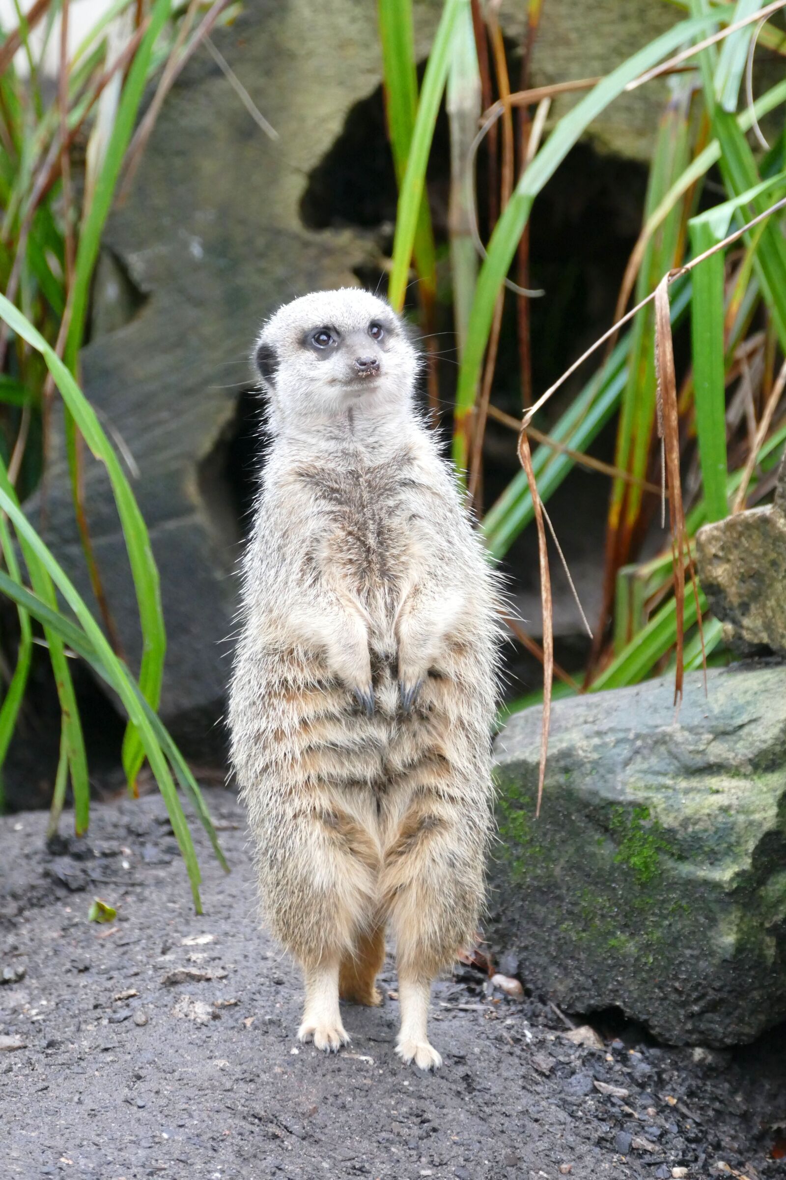 Panasonic Lumix DMC-FZ1000 sample photo. Animals, meerkats, meerkat photography