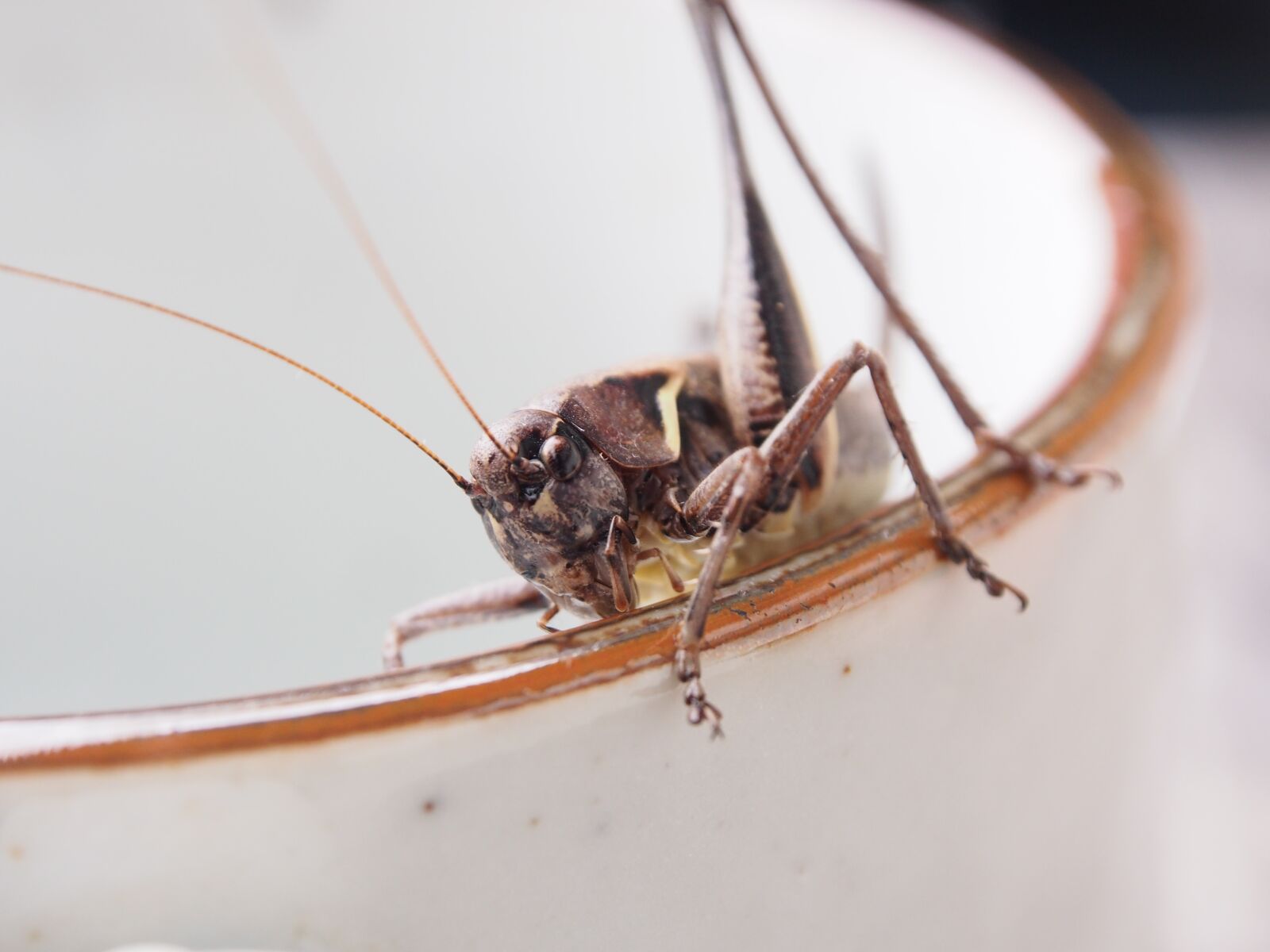 Olympus OM-D E-M5 sample photo. Grasshopper, insect, macro photography