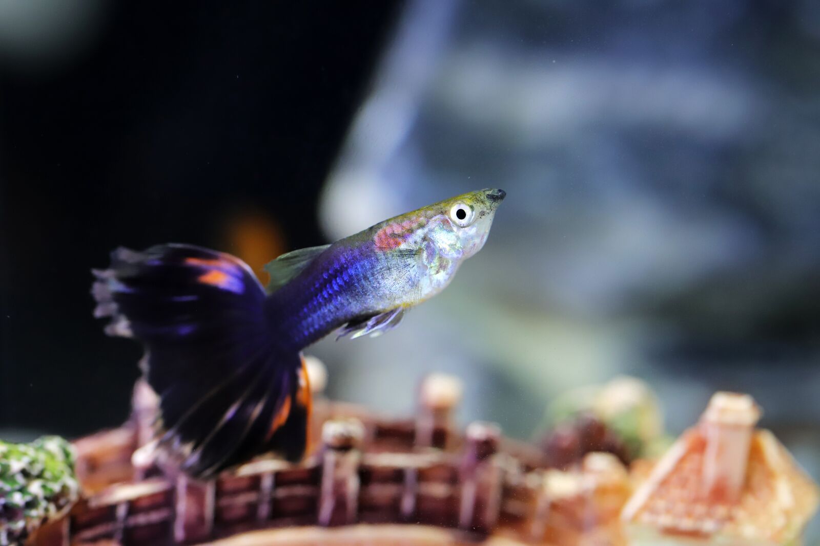 Canon EOS 6D Mark II sample photo. Goofy, tropical fish, fish photography
