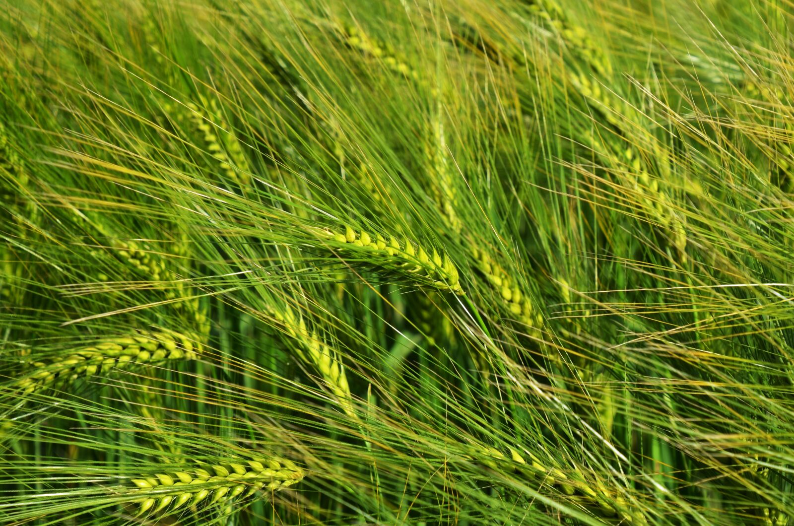 Nikon D7000 sample photo. Barley, by chaitanya k photography