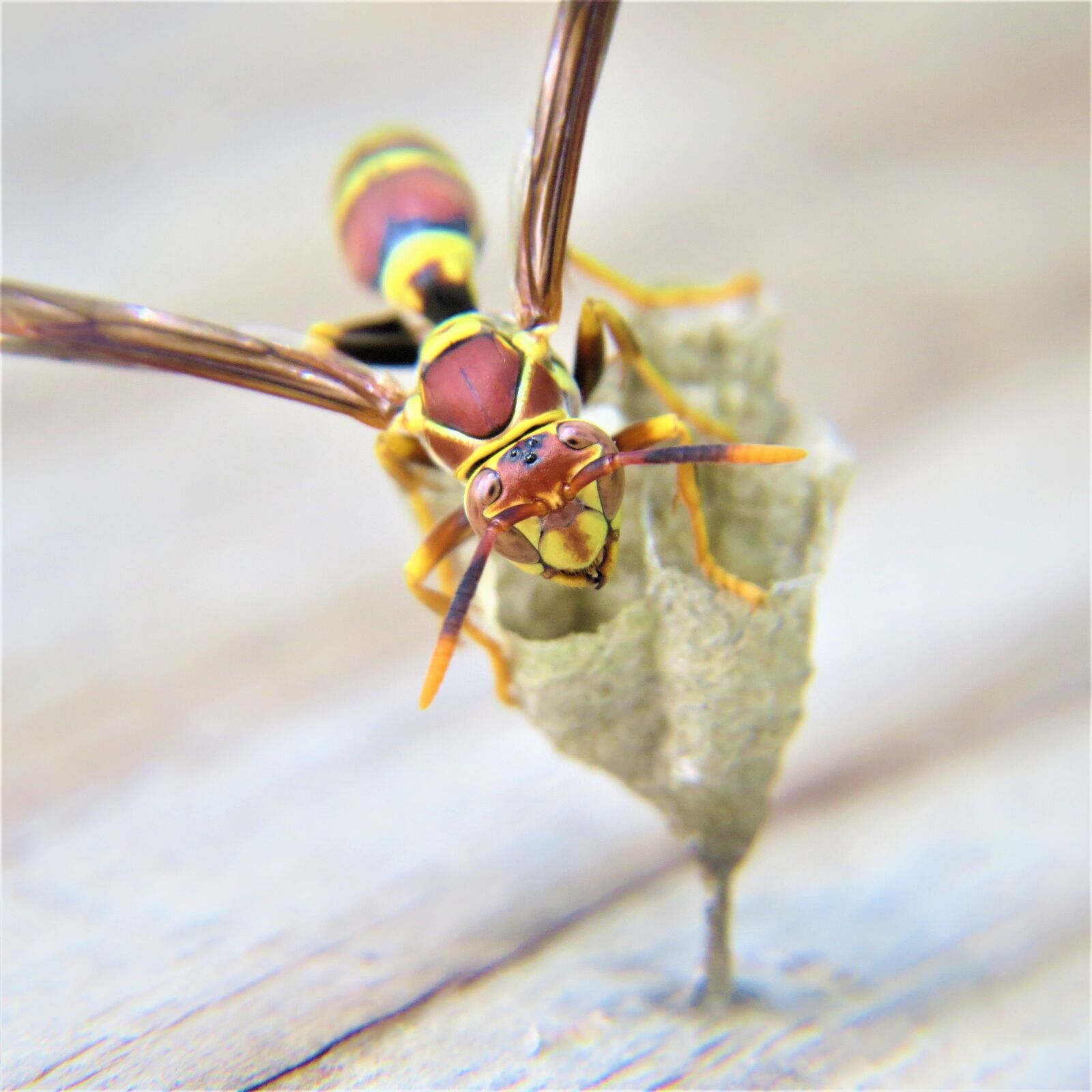 Canon PowerShot SX50 HS sample photo. Macro, insect, wasp photography