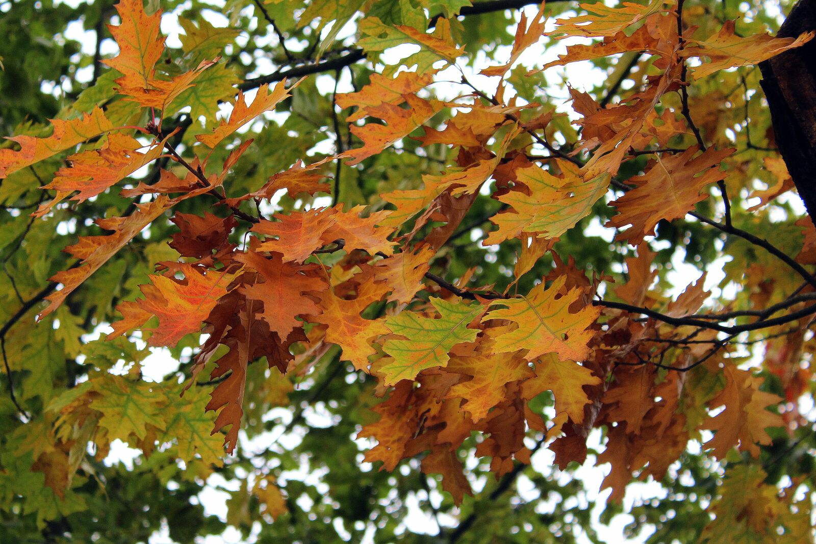 Canon EOS 1200D (EOS Rebel T5 / EOS Kiss X70 / EOS Hi) sample photo. Oak, foliage, autumn photography