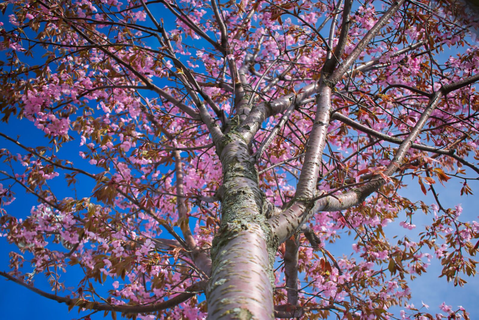 Nikon D3400 sample photo. Cherry blossom, cherry tree photography