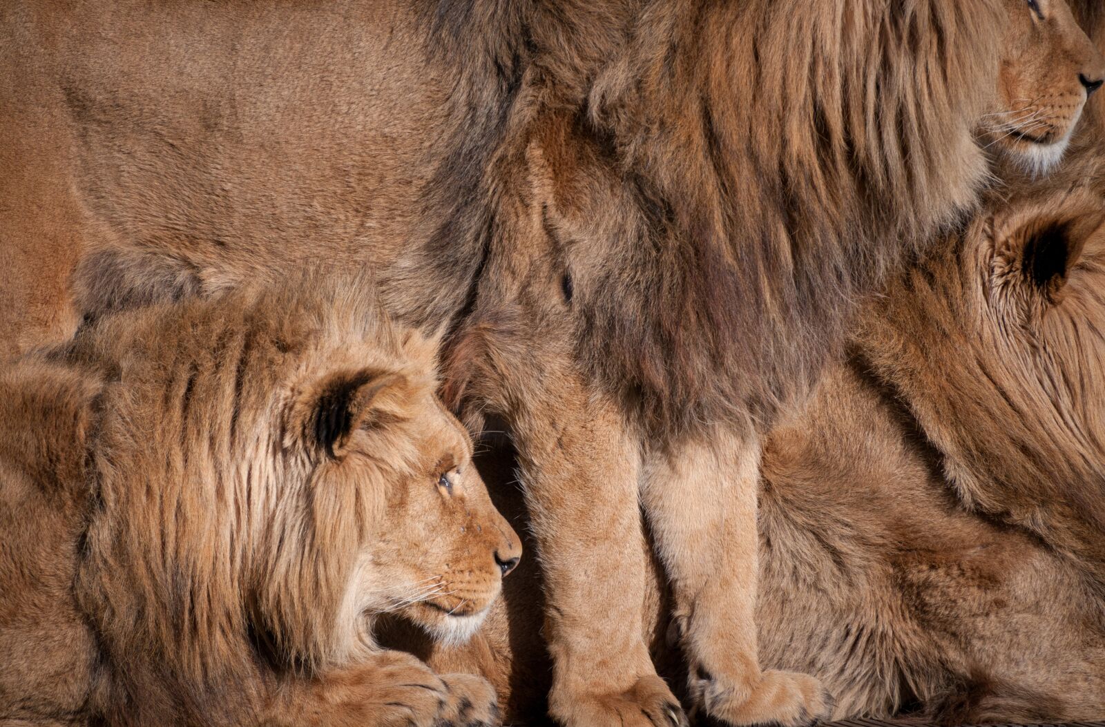 Nikon D300 sample photo. Lions, animals, fur photography