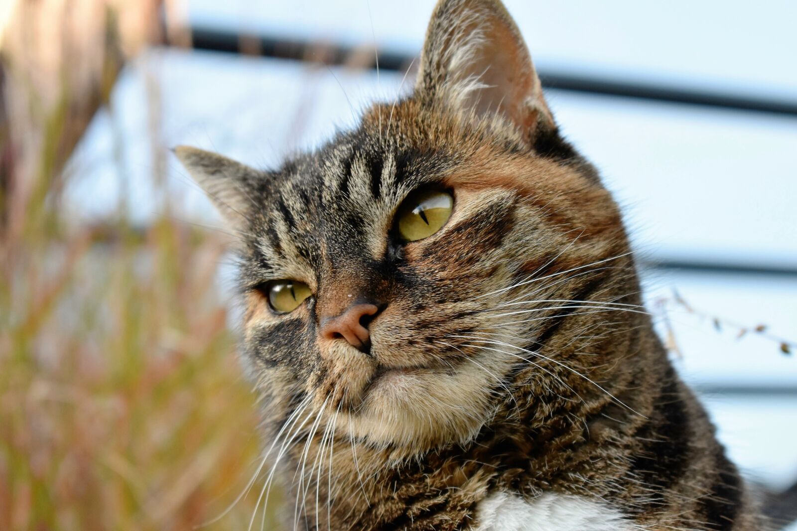 Nikon D5500 sample photo. Cat, animal, mackerel photography
