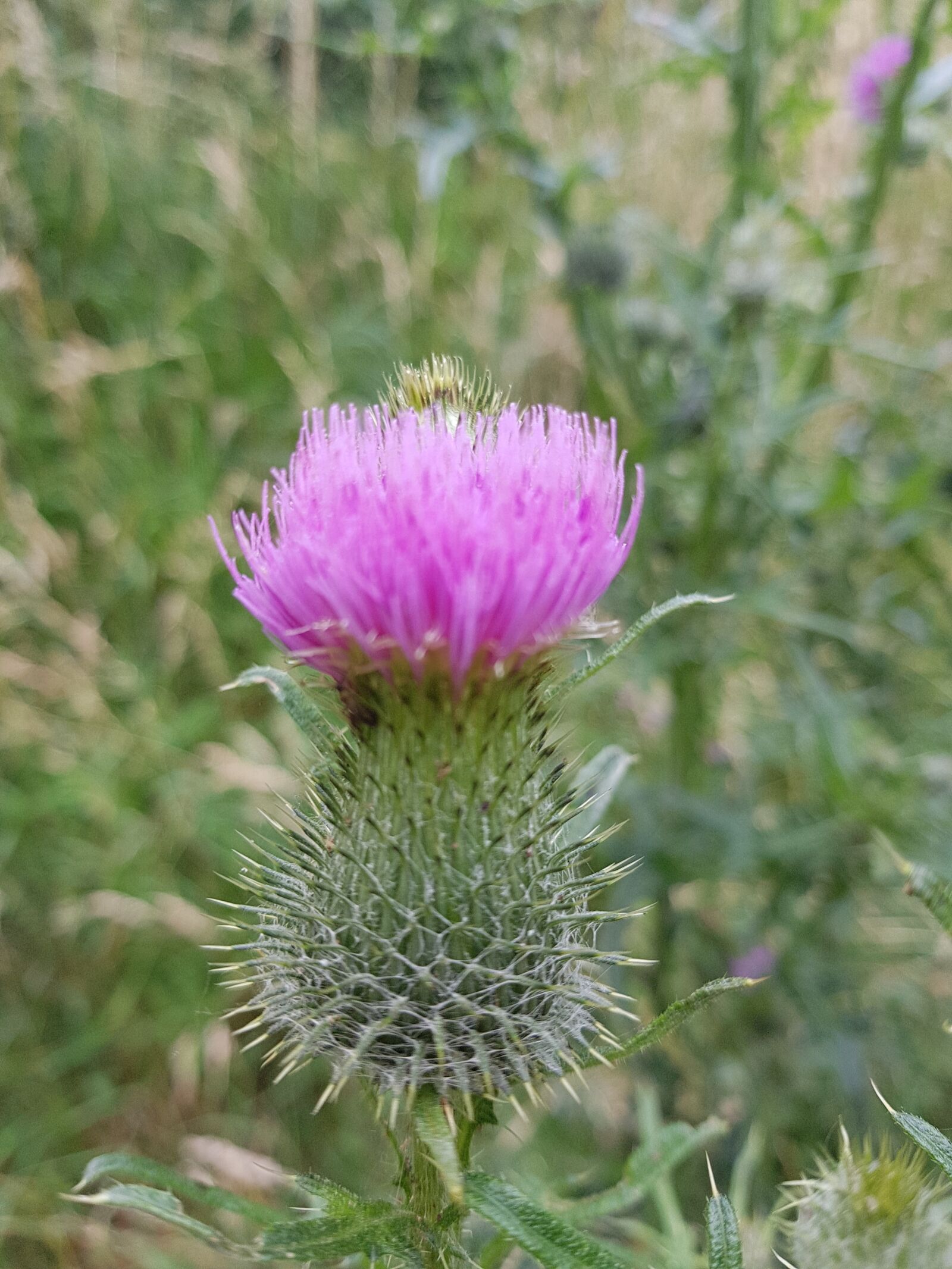 Samsung SM-G930F sample photo. Purple, bloom, flowers photography