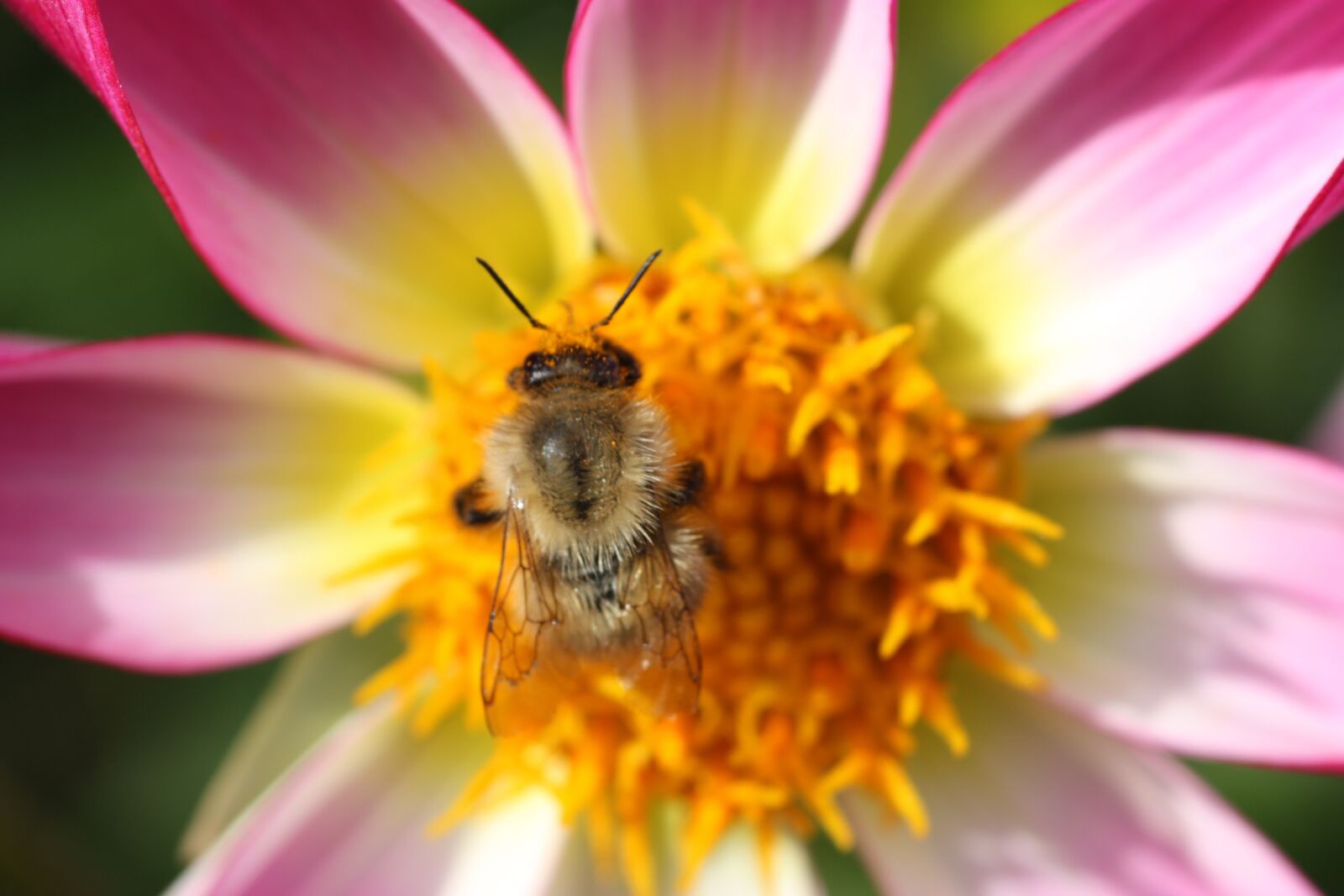 Canon EOS 450D (EOS Rebel XSi / EOS Kiss X2) sample photo. Bee, insect, nature photography