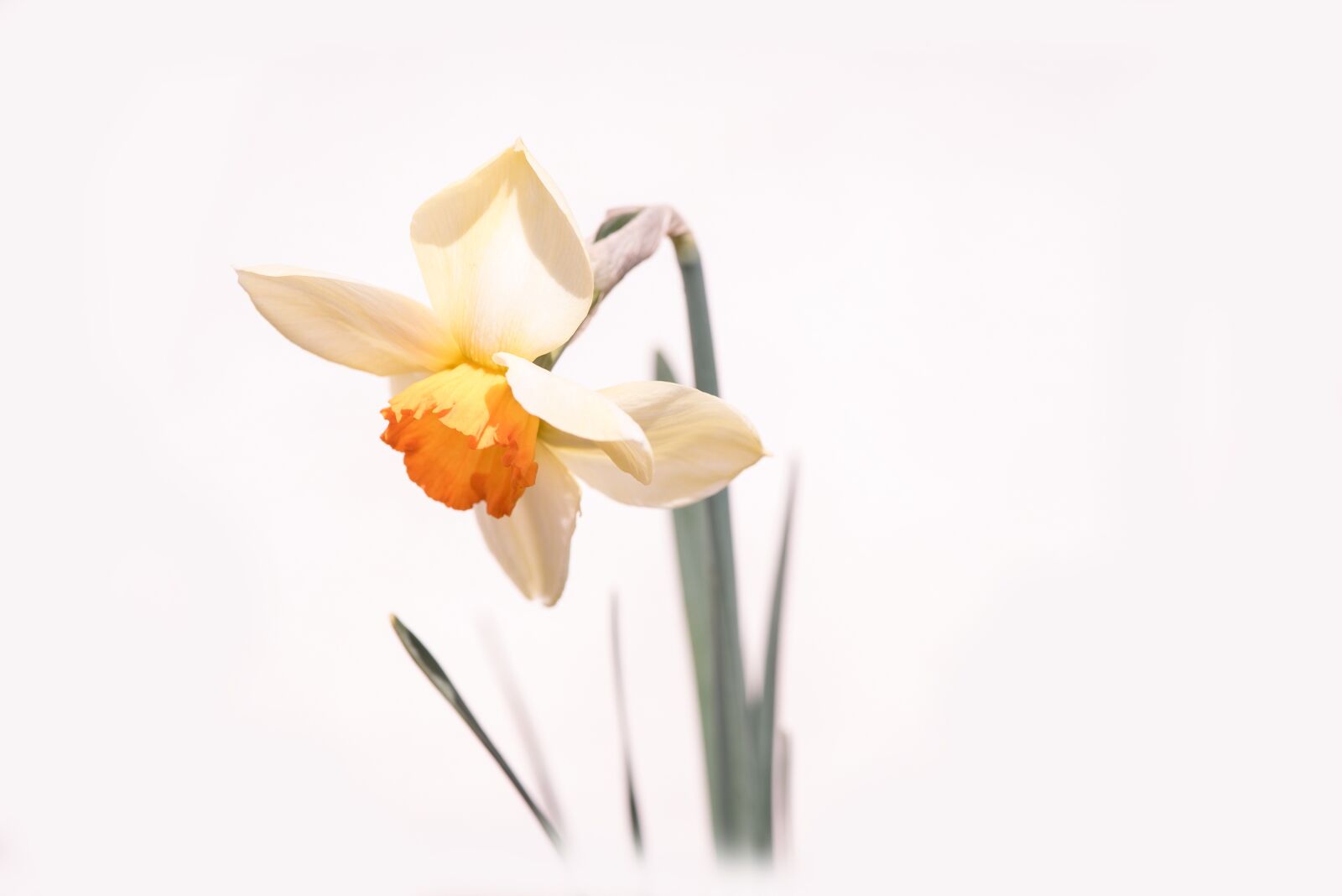 Nikon D750 sample photo. Narcissus, flower, blossom photography