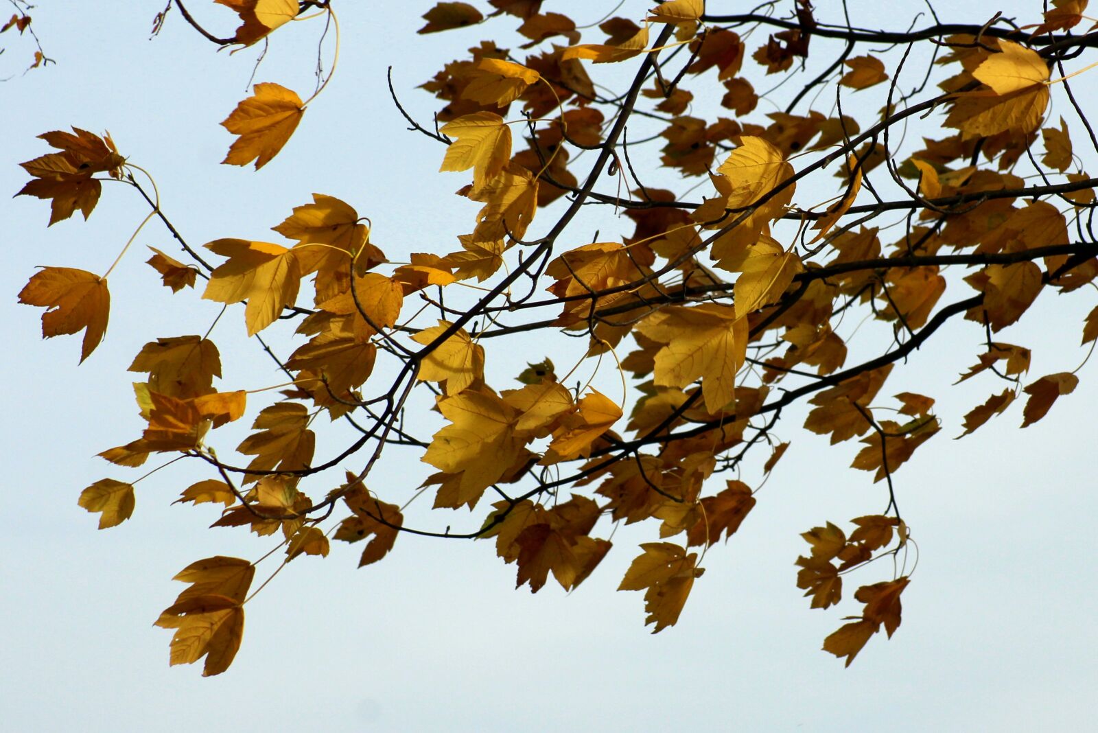 Canon EOS 1200D (EOS Rebel T5 / EOS Kiss X70 / EOS Hi) sample photo. Foliage, autumn, wind photography