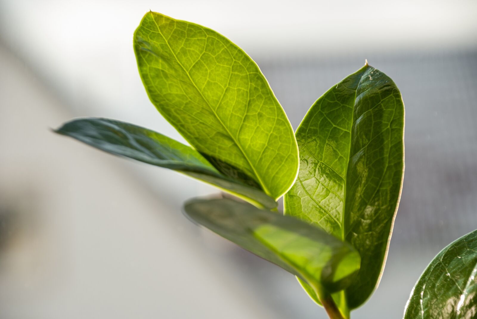 Nikon D80 sample photo. Leaf, fora, nature photography
