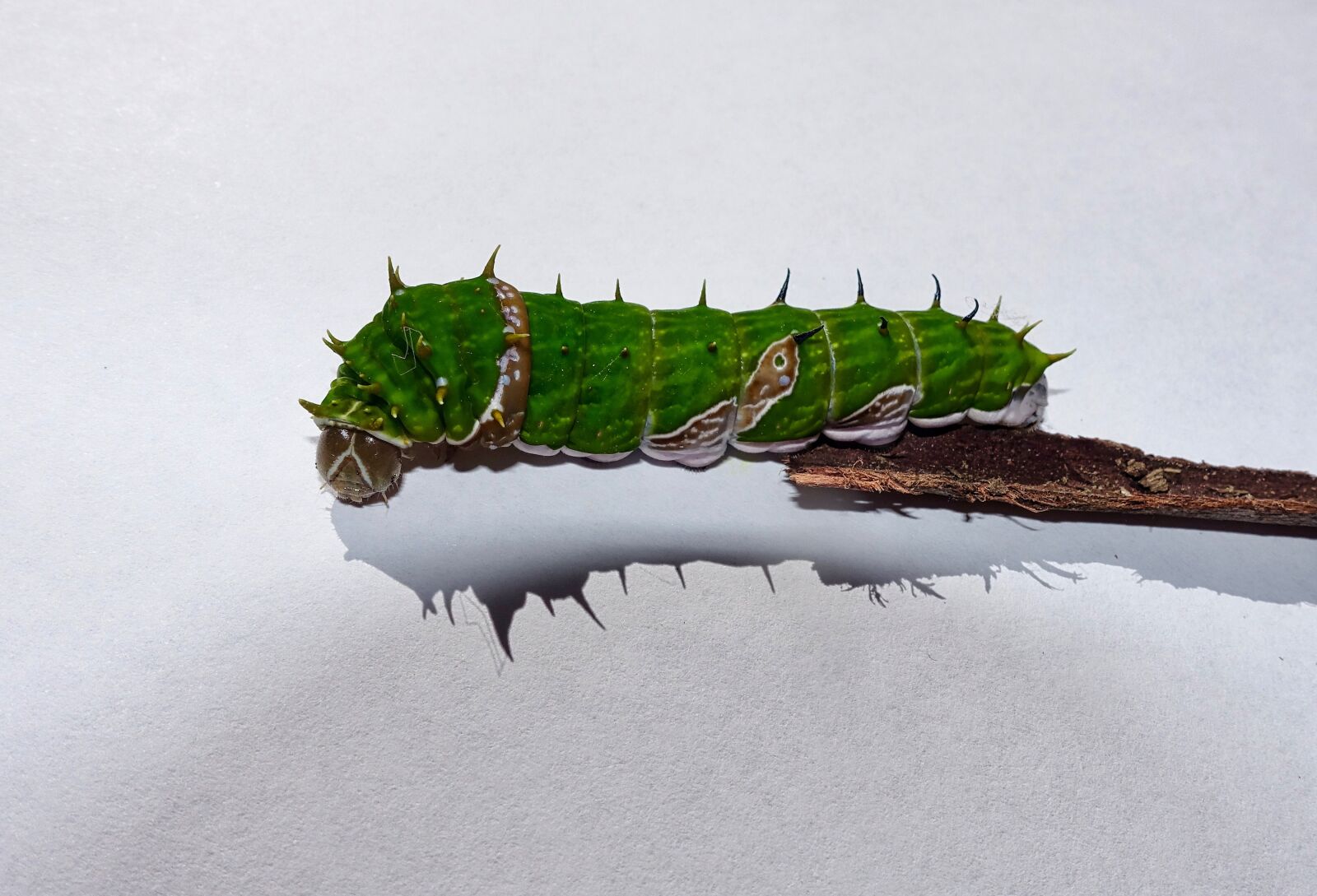 Sony Cyber-shot DSC-RX100 III sample photo. Caterpillar, green, insect photography