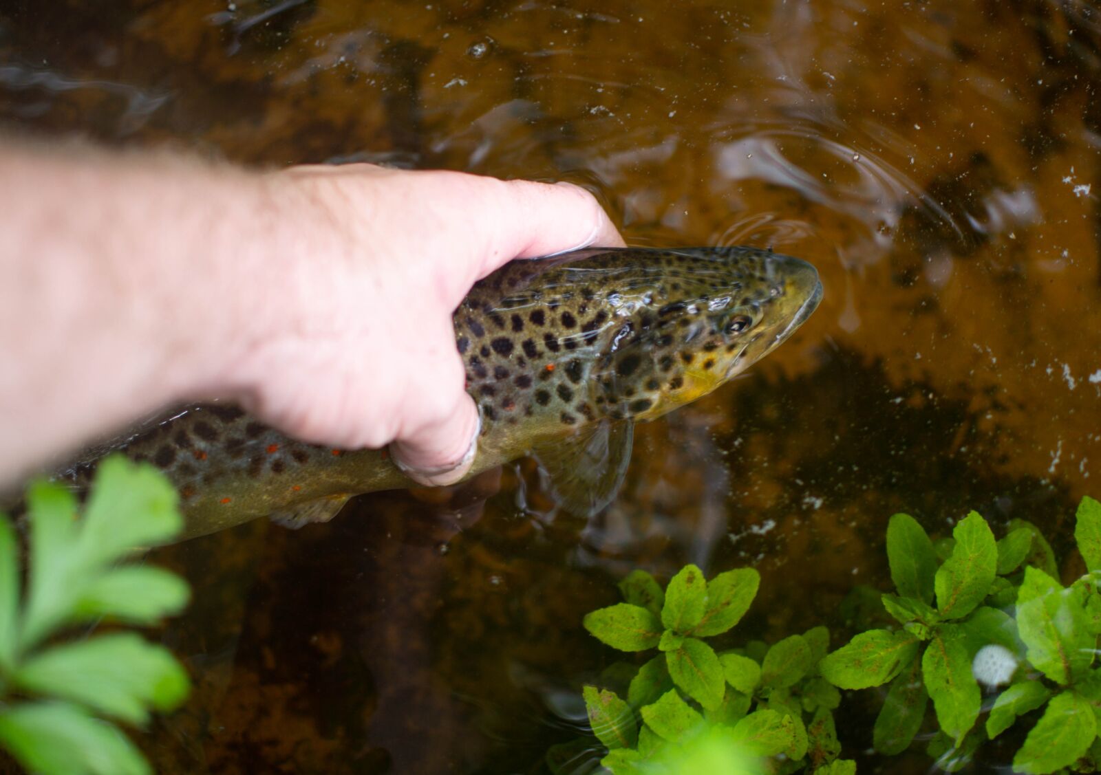 Nikon D500 sample photo. Trout, holding, water photography