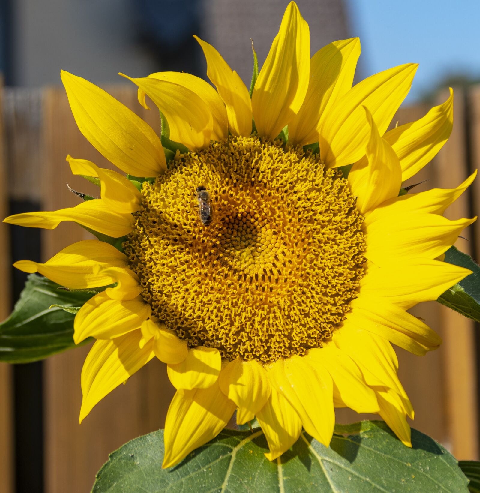 Canon EOS 80D sample photo. Sunflower, nature, yellow photography