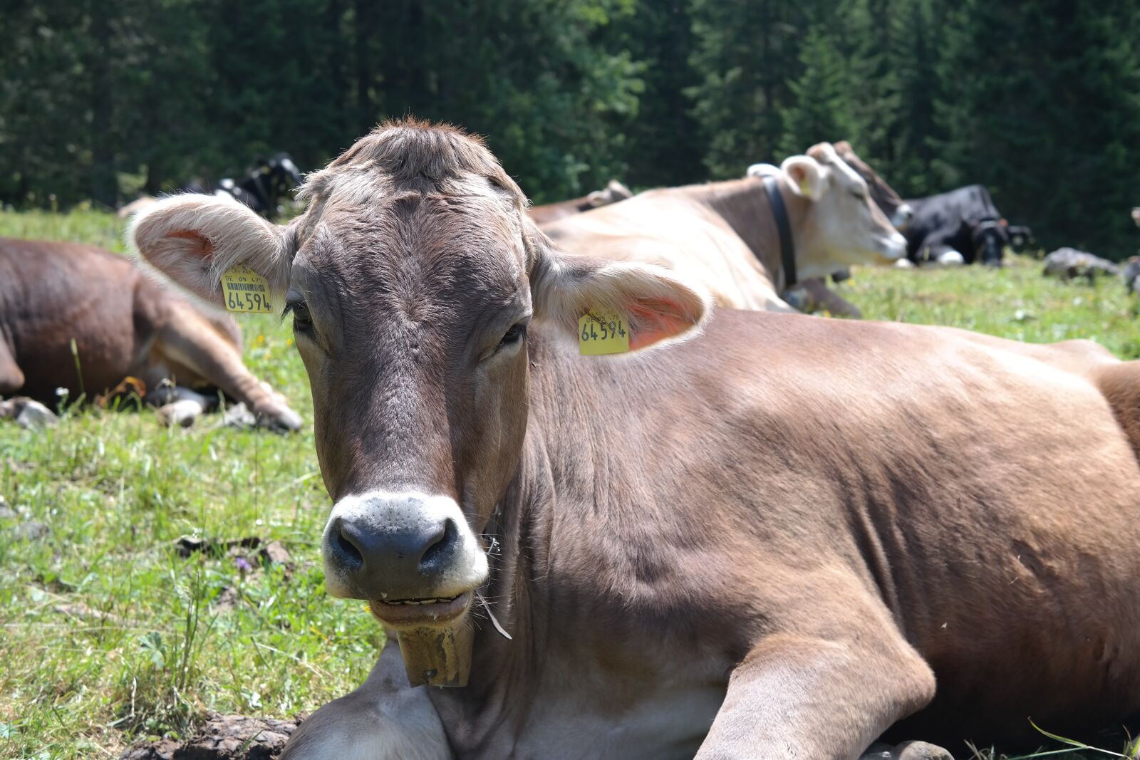 Samsung NX300 sample photo. Cow, animal, beef photography