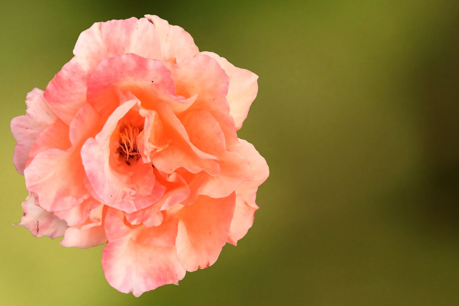 Nikon Coolpix P900 sample photo. Rose, blossom, bloom photography