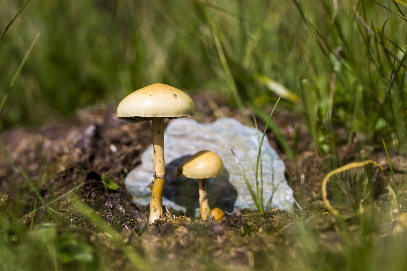 Canon EOS 1100D (EOS Rebel T3 / EOS Kiss X50) sample photo. Fungus, moss, mushroom, nature photography