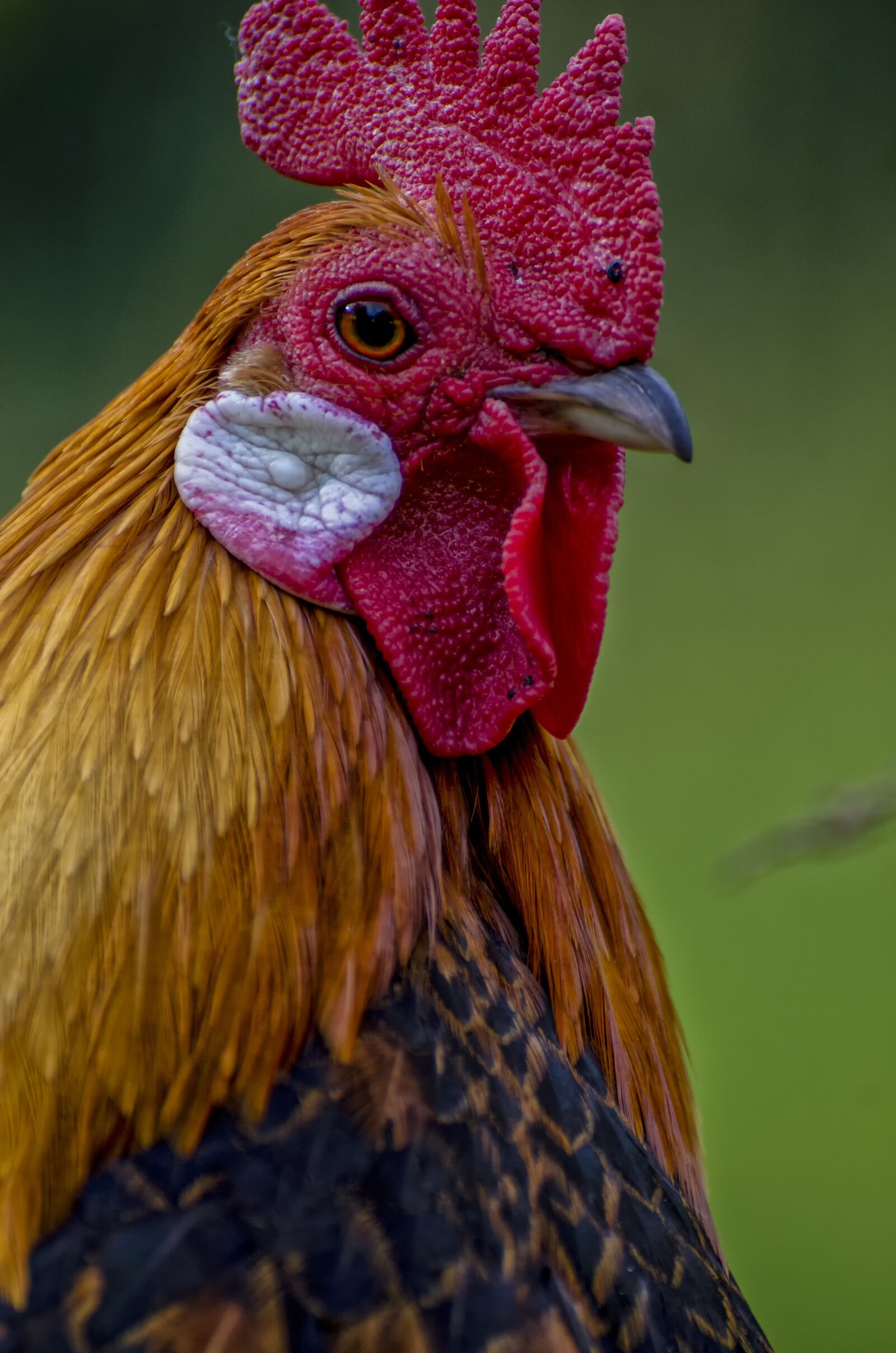 Nikon D7000 sample photo. Hahn, animal, animal portrait photography