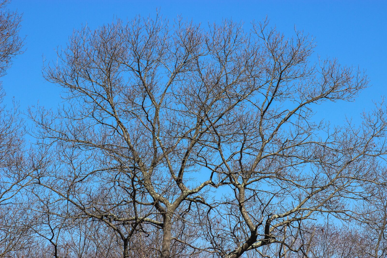 Canon EOS 600D (Rebel EOS T3i / EOS Kiss X5) sample photo. Tree, branch, forest photography