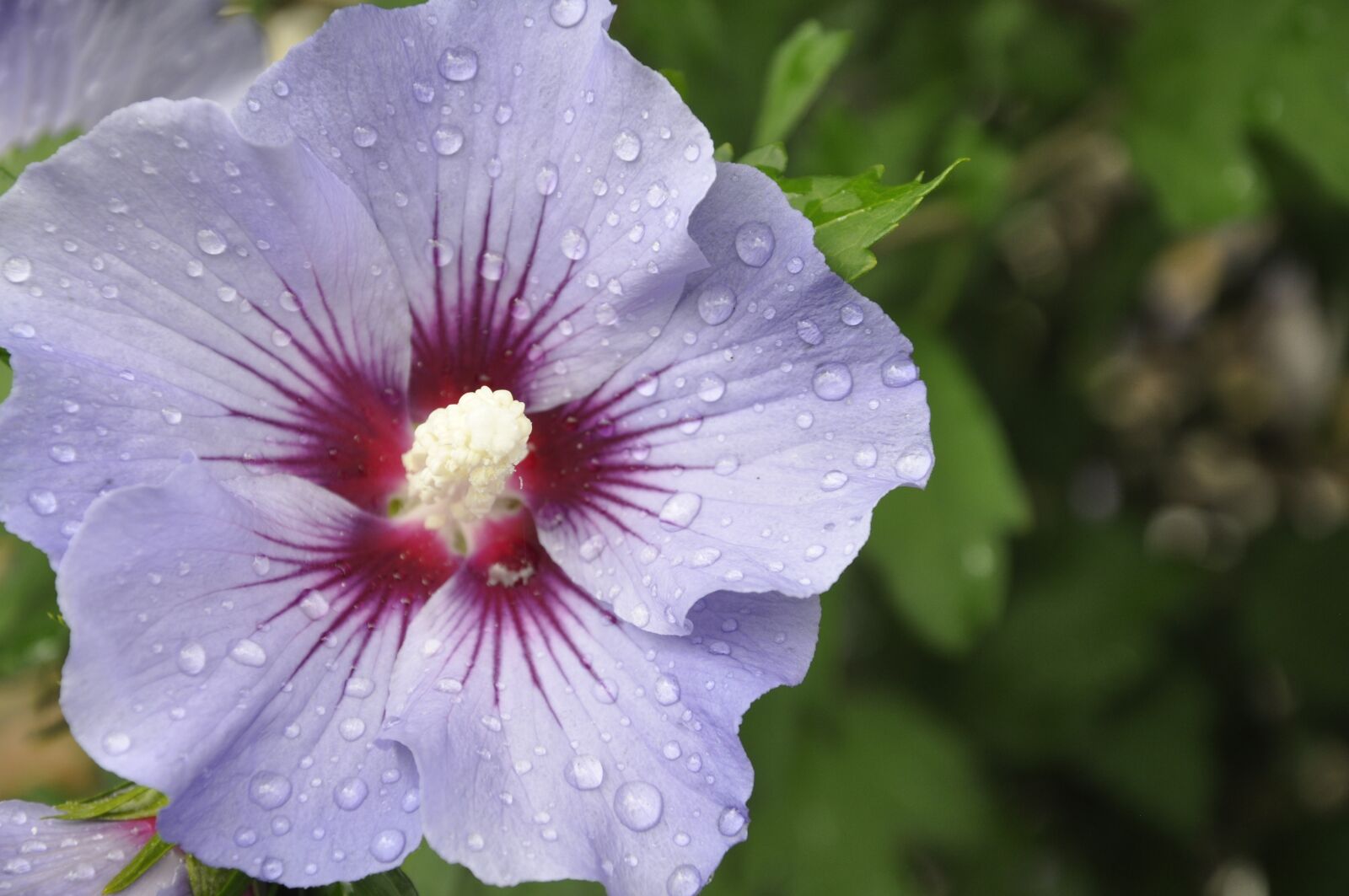 Nikon D90 sample photo. Hibiscus, purple, flower photography