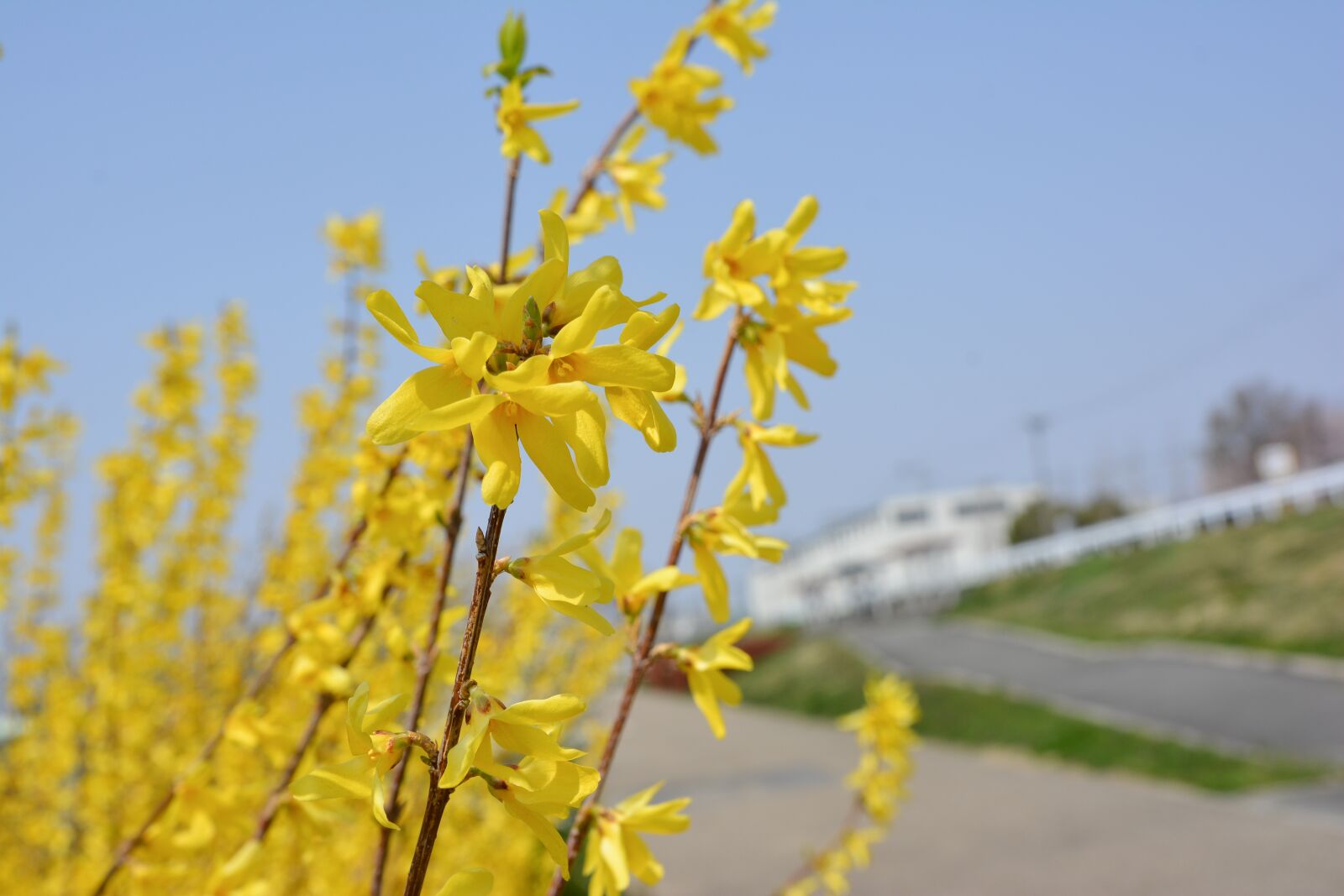 Nikon D7100 sample photo. Landscapes, trees, japanese cherry photography