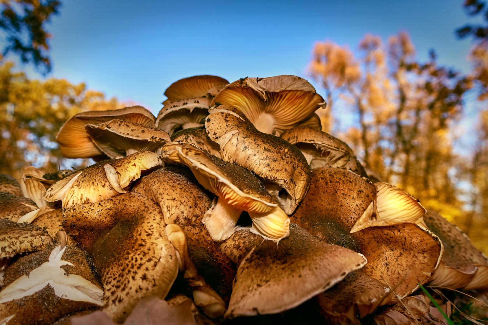 Sony Cyber-shot DSC-RX100 III sample photo. Mushrooms, autumn, november photography