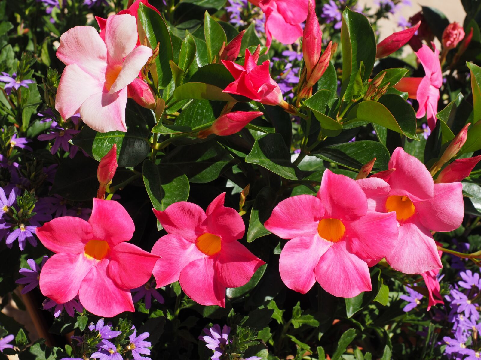 Olympus OM-D E-M1 + Olympus M.Zuiko Digital ED 12-40mm F2.8 Pro sample photo. Mandevilla, bell shaped, funnel photography