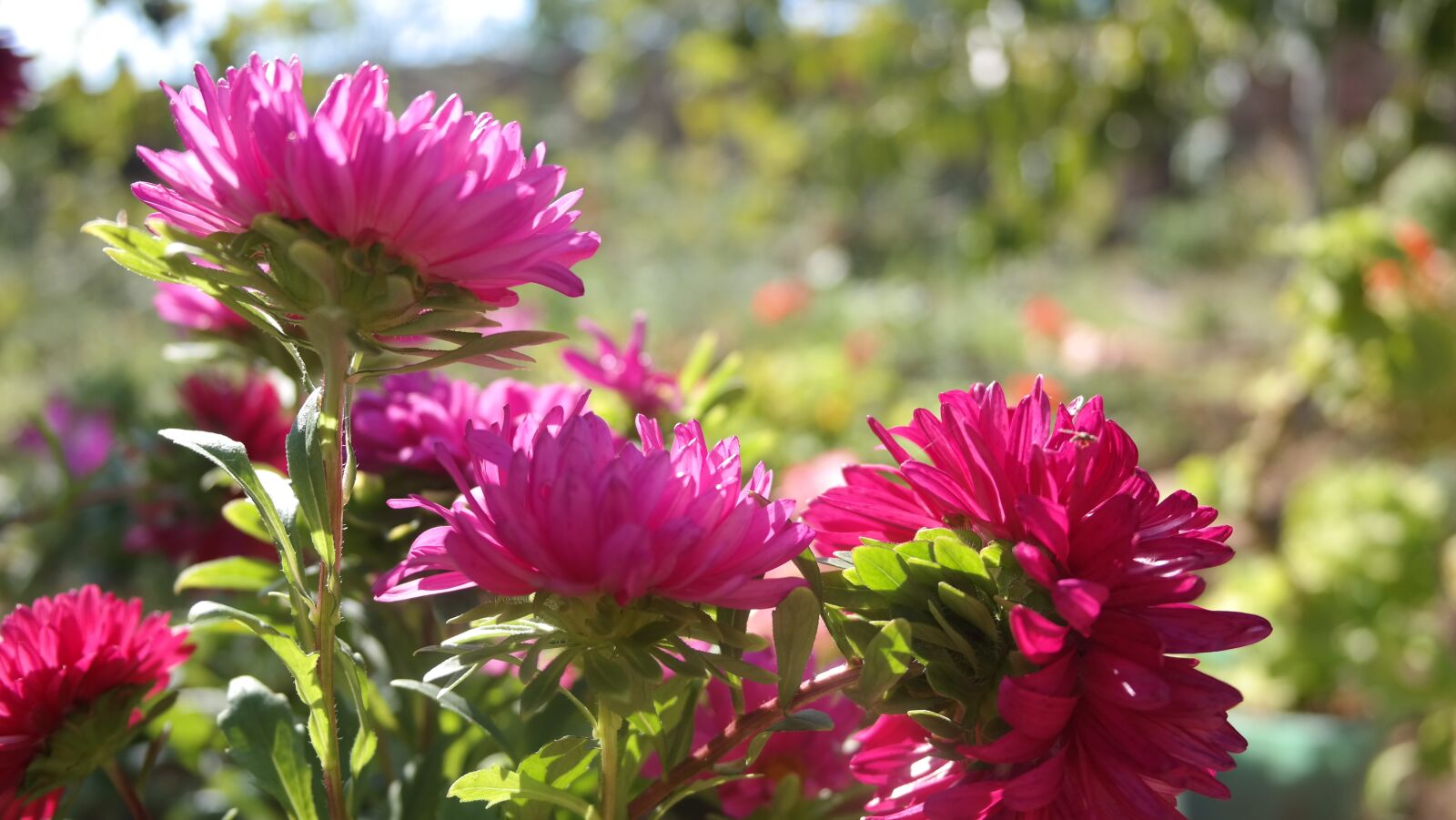 Samsung NX300 sample photo. Flower, astra, rose garden photography