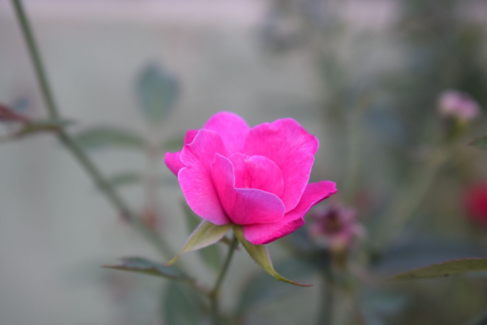 Nikon D3300 sample photo. Flowers, nature, floral photography